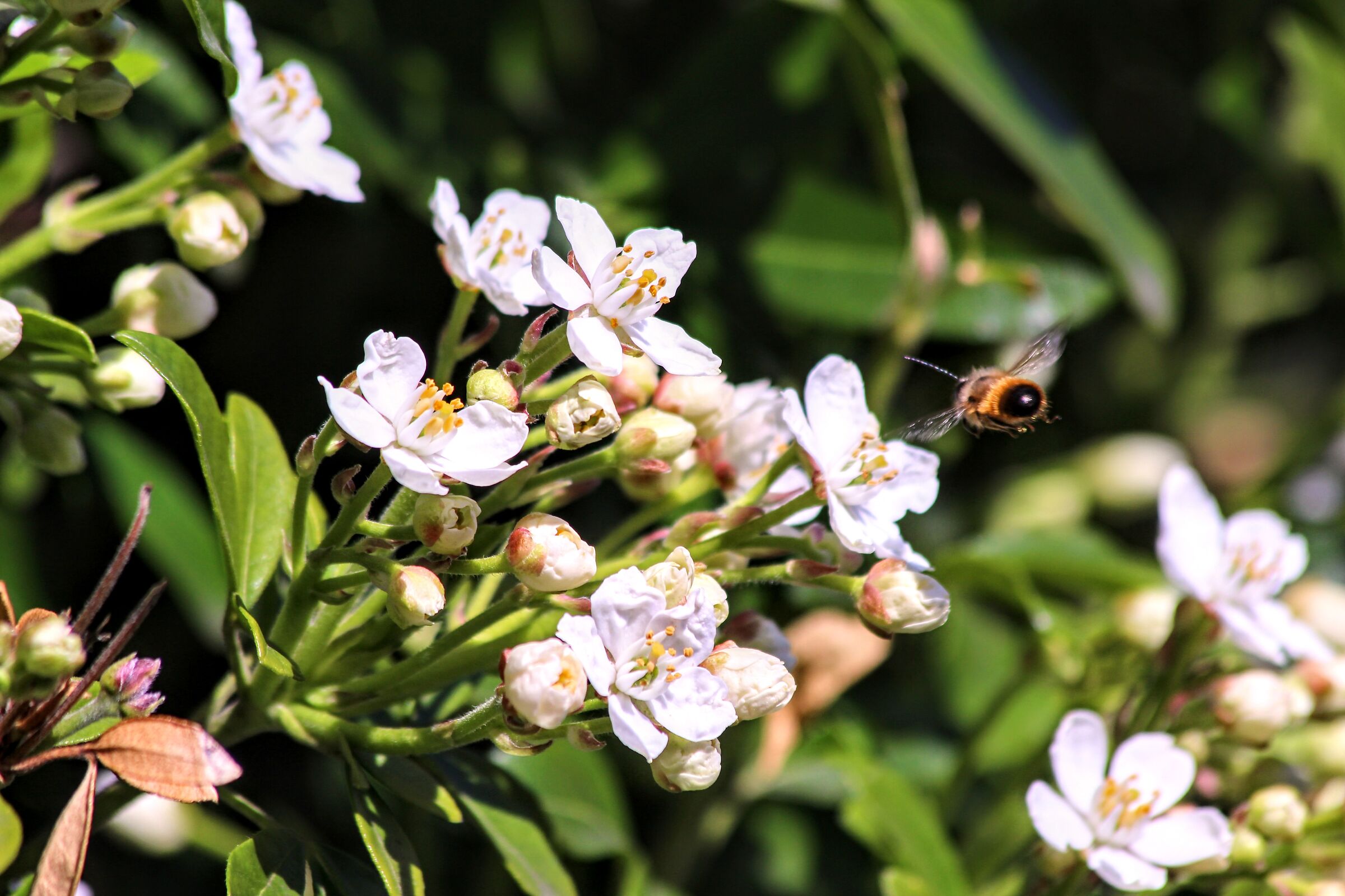 Ape su fiori bianchi