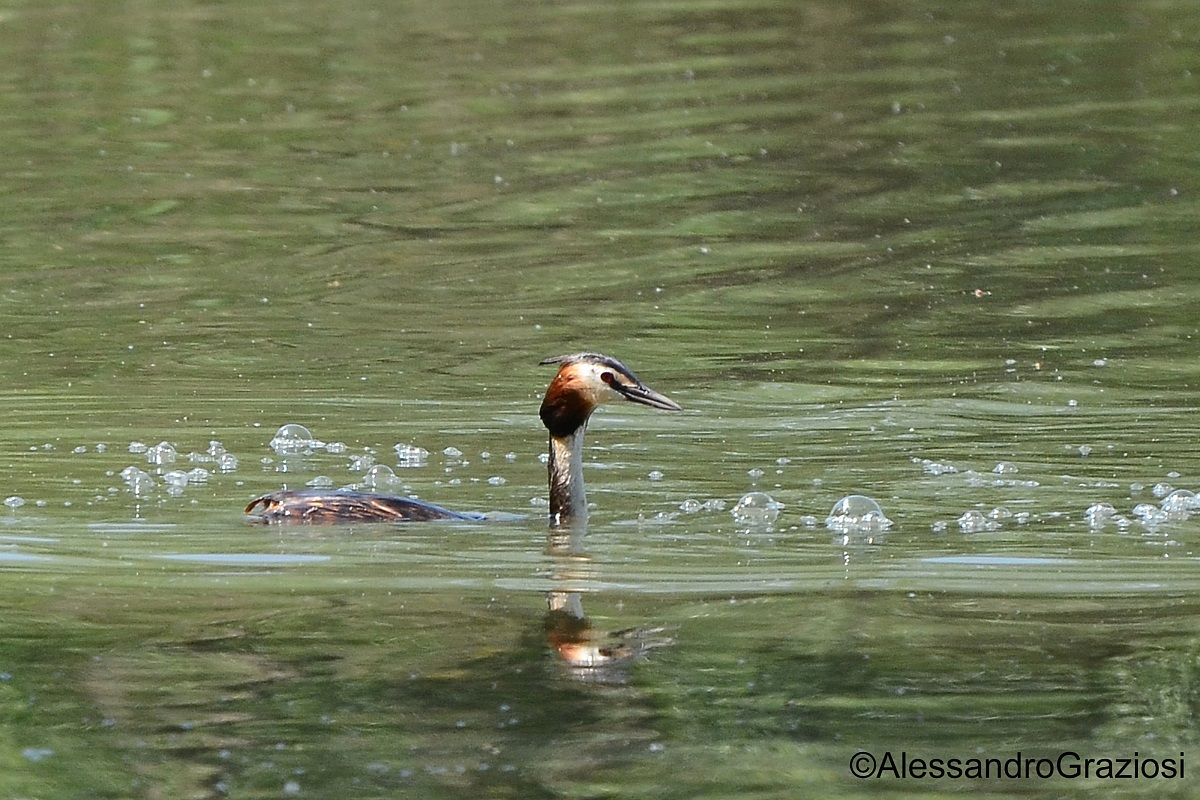 Grebe