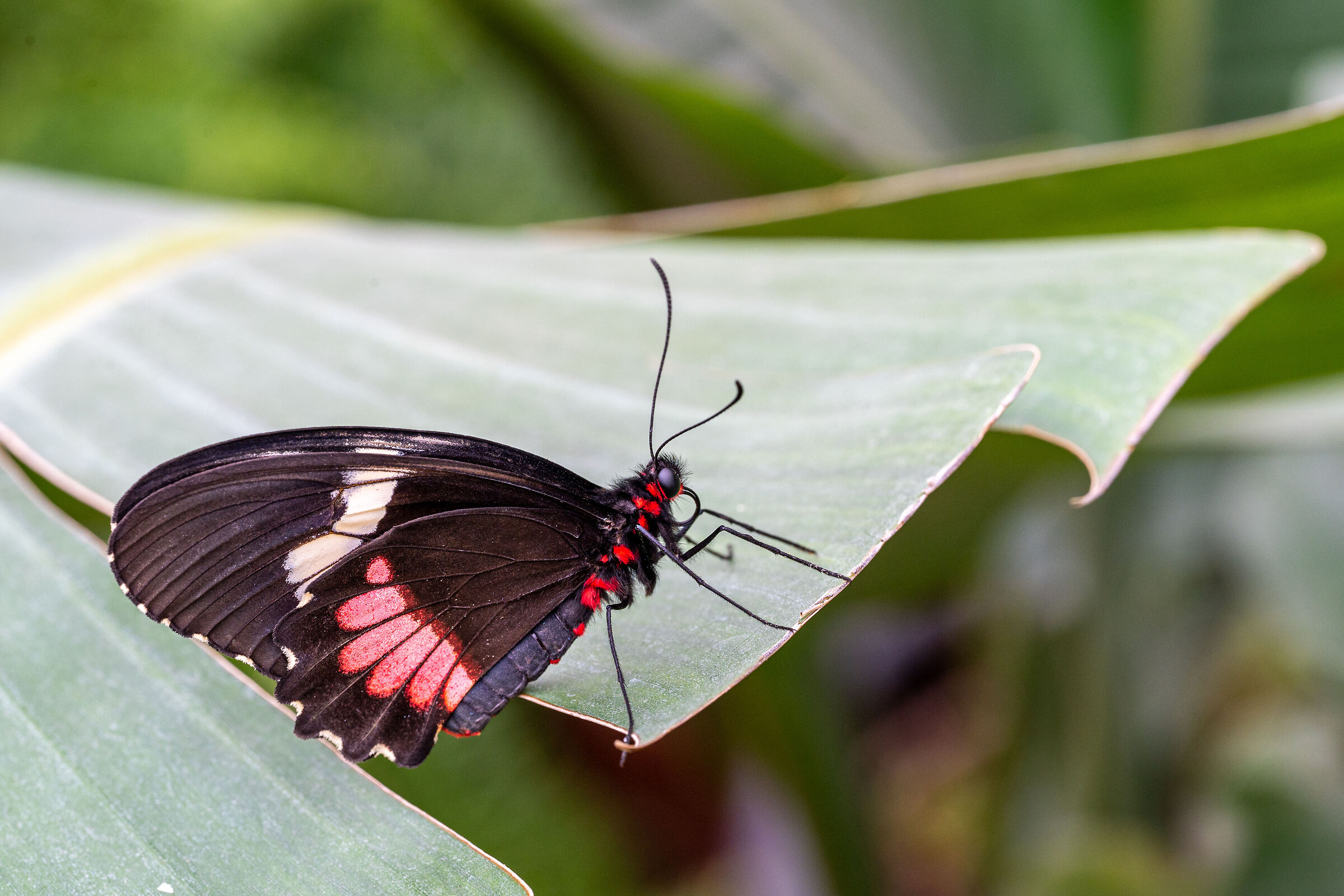 Parides Iphidamas