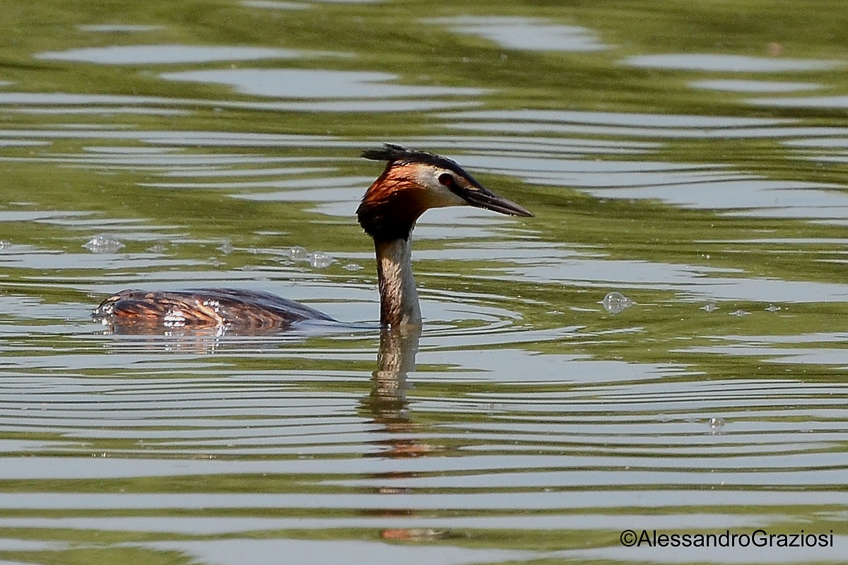 Grebe