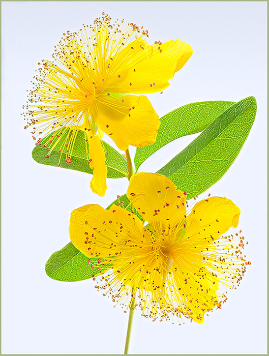 The golden flowers of Hypericum
