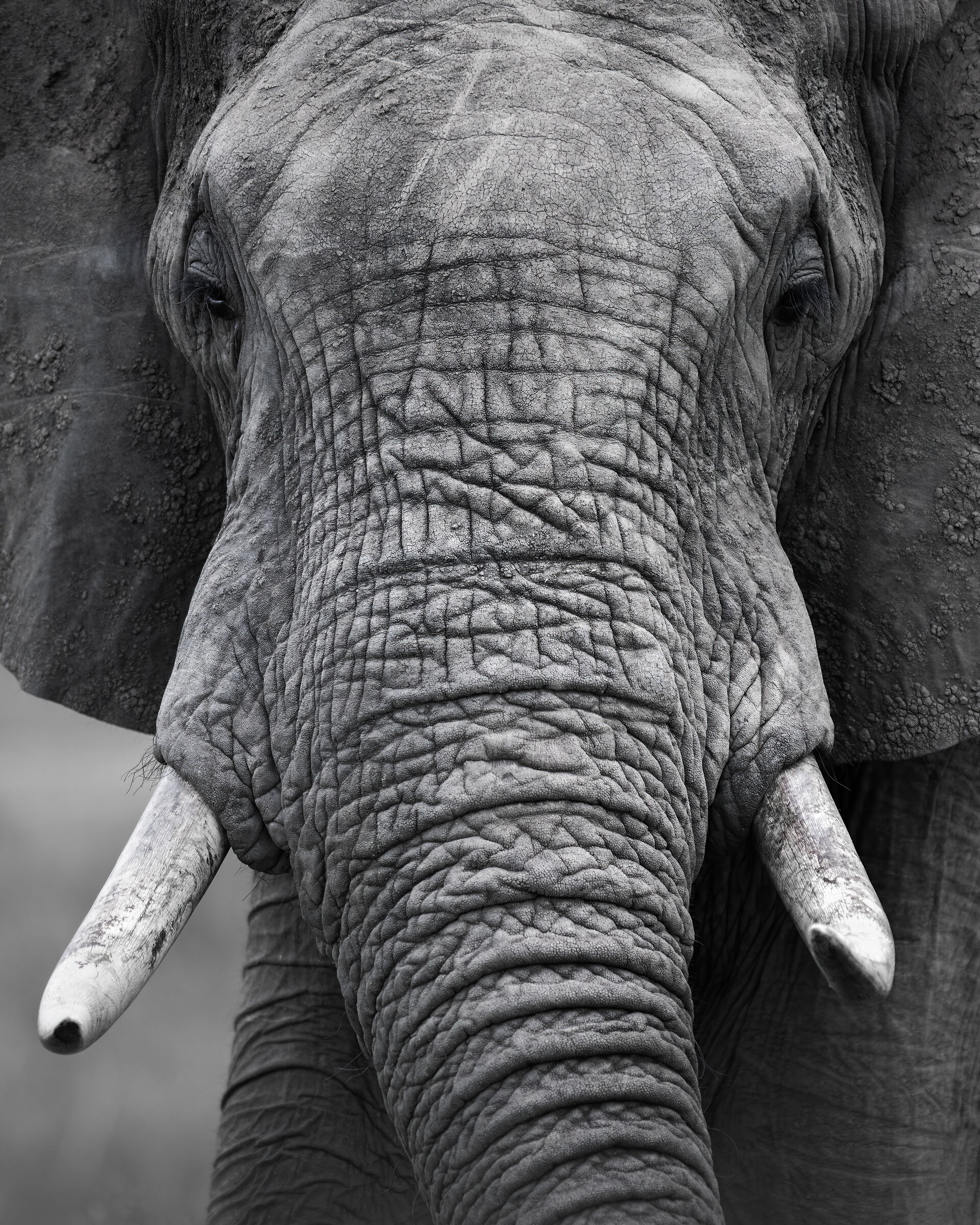 elephant portrait
