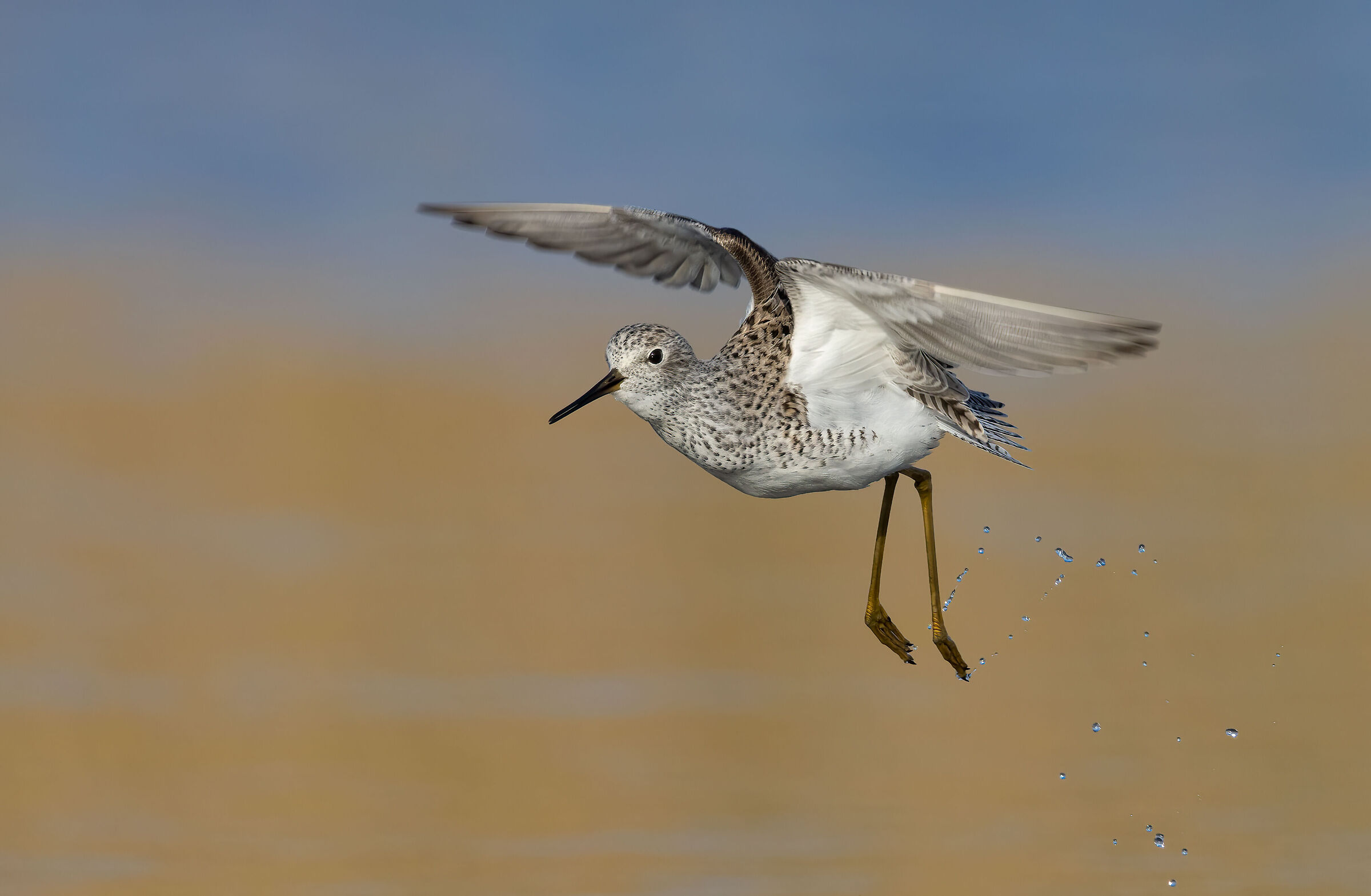 The flight of Albastrello