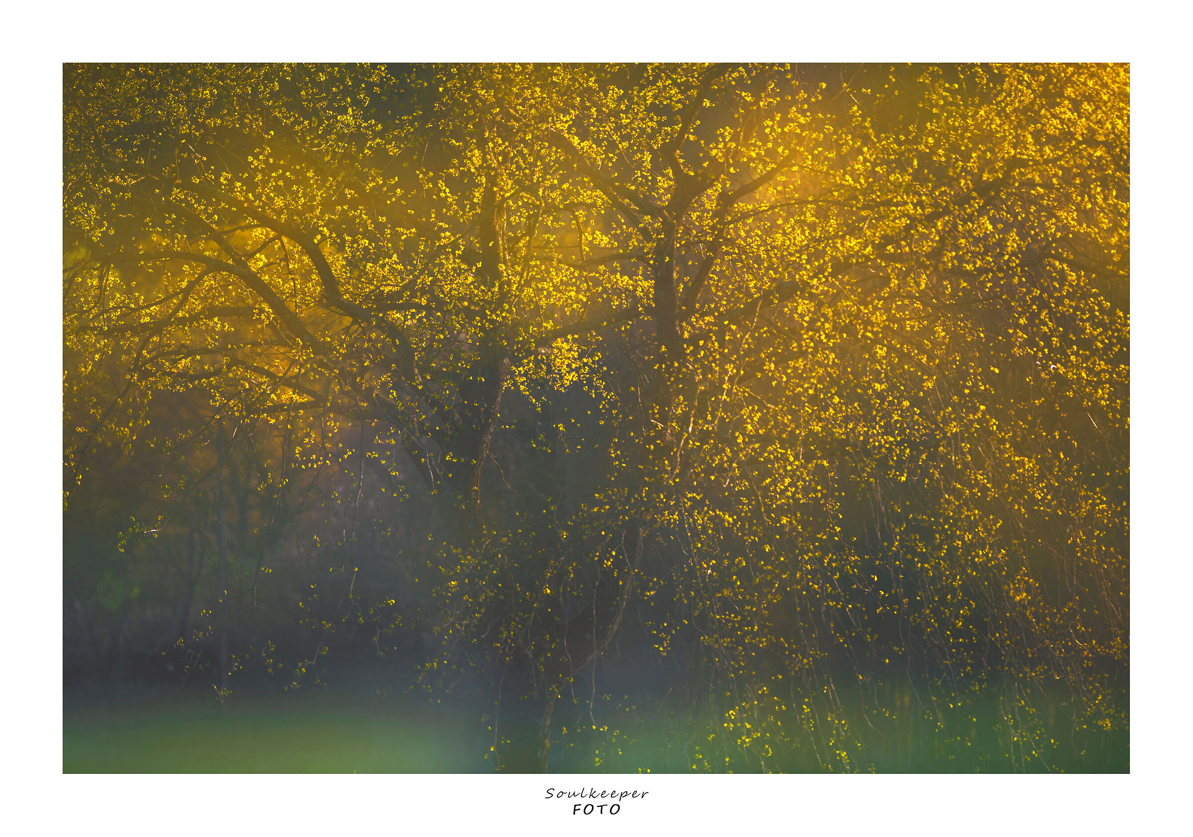 The tree with golden leaves.