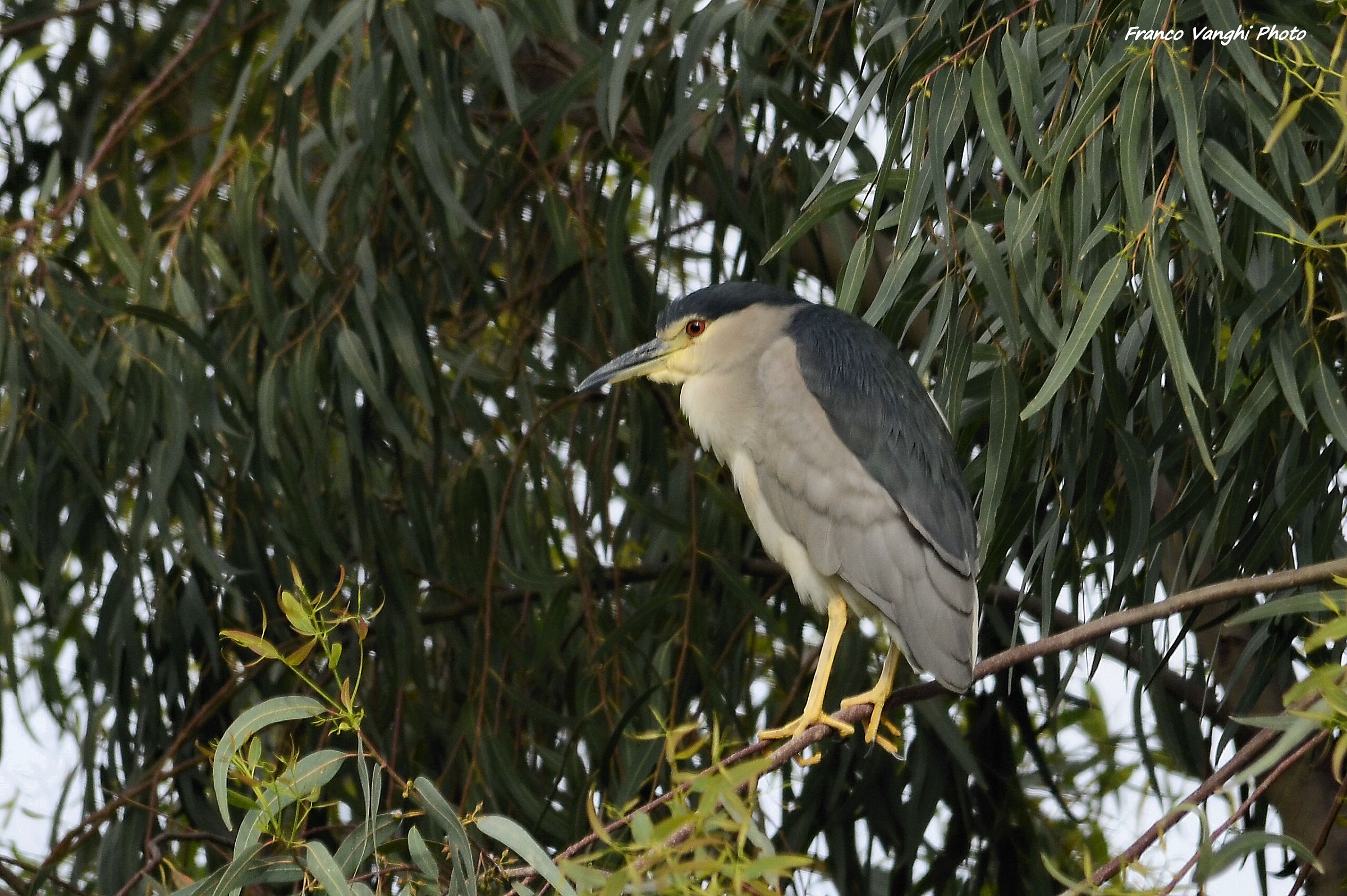 Night Heron