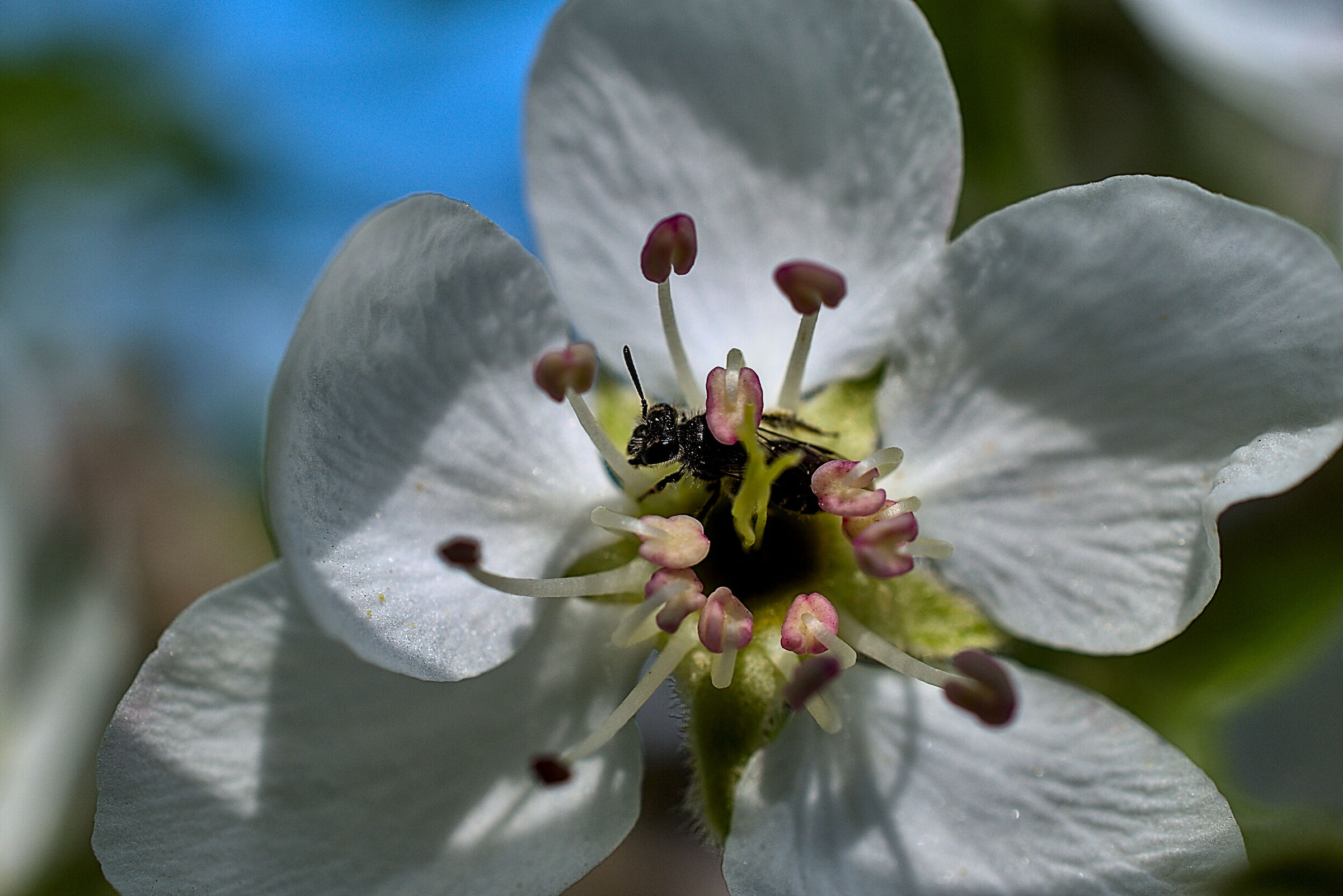 Pear blossom