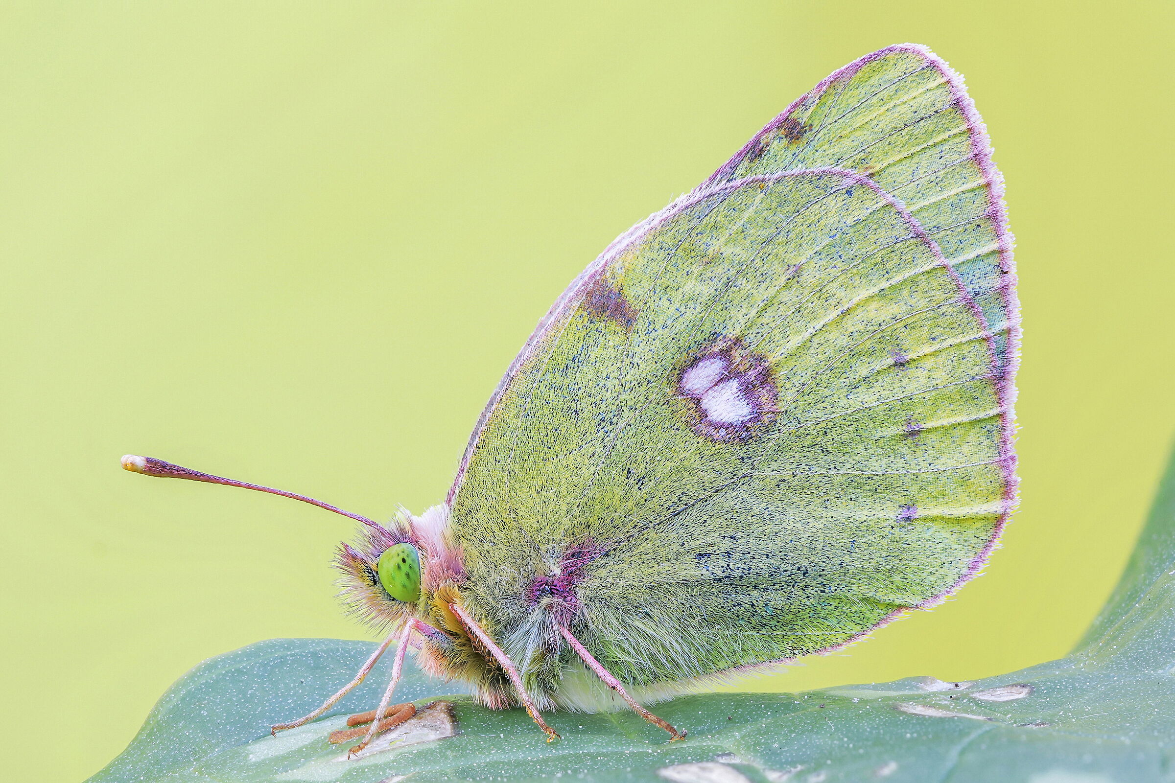 Colias sp.