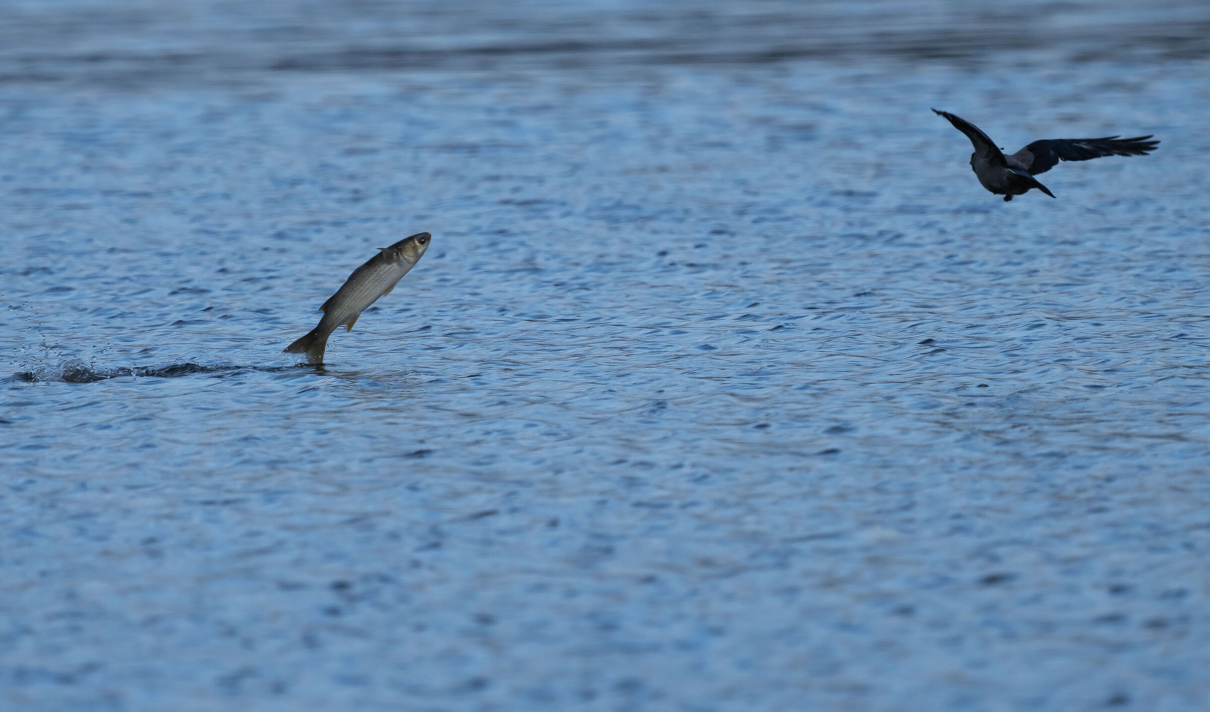 To play with autofocus.........