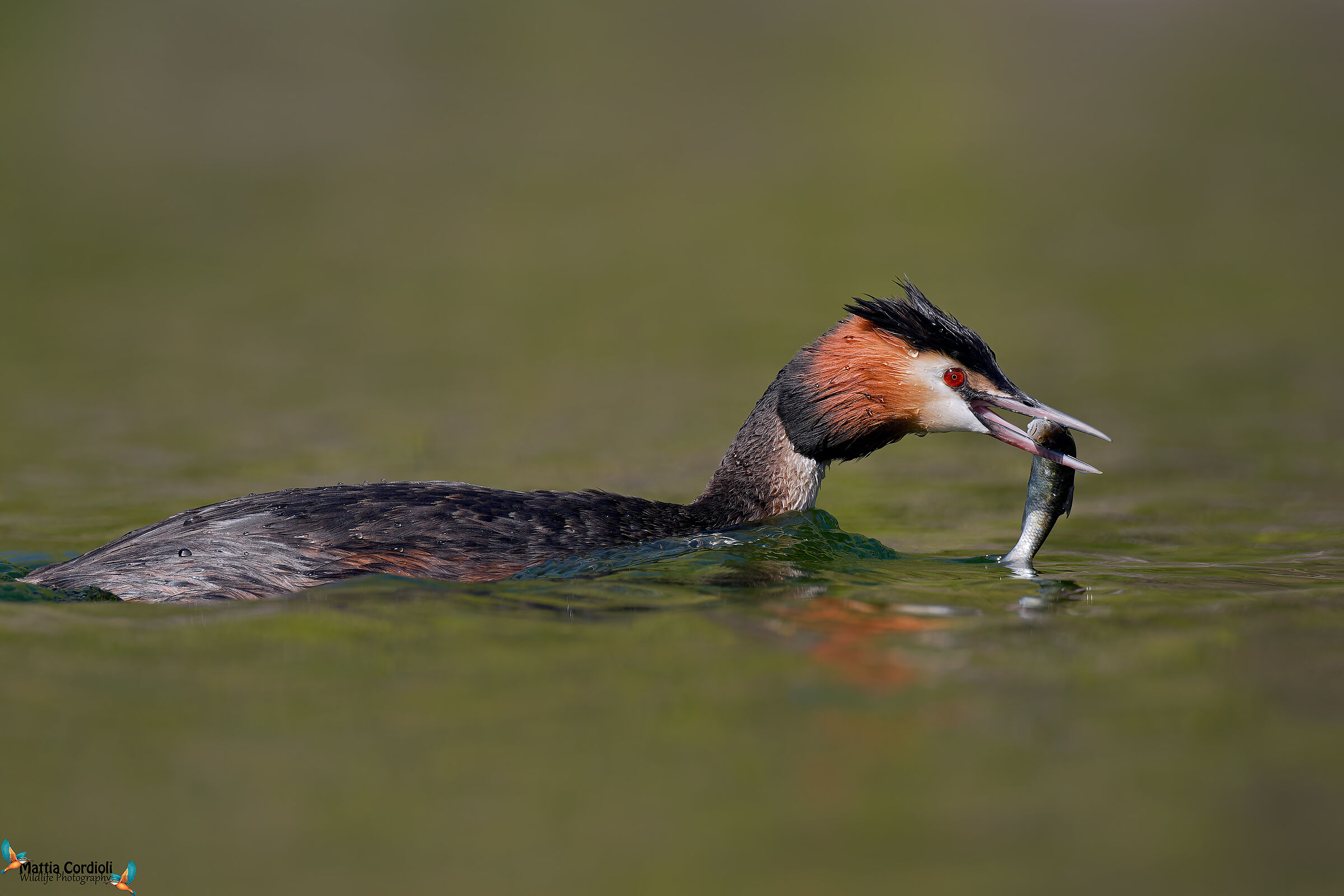 Great grebe with prey