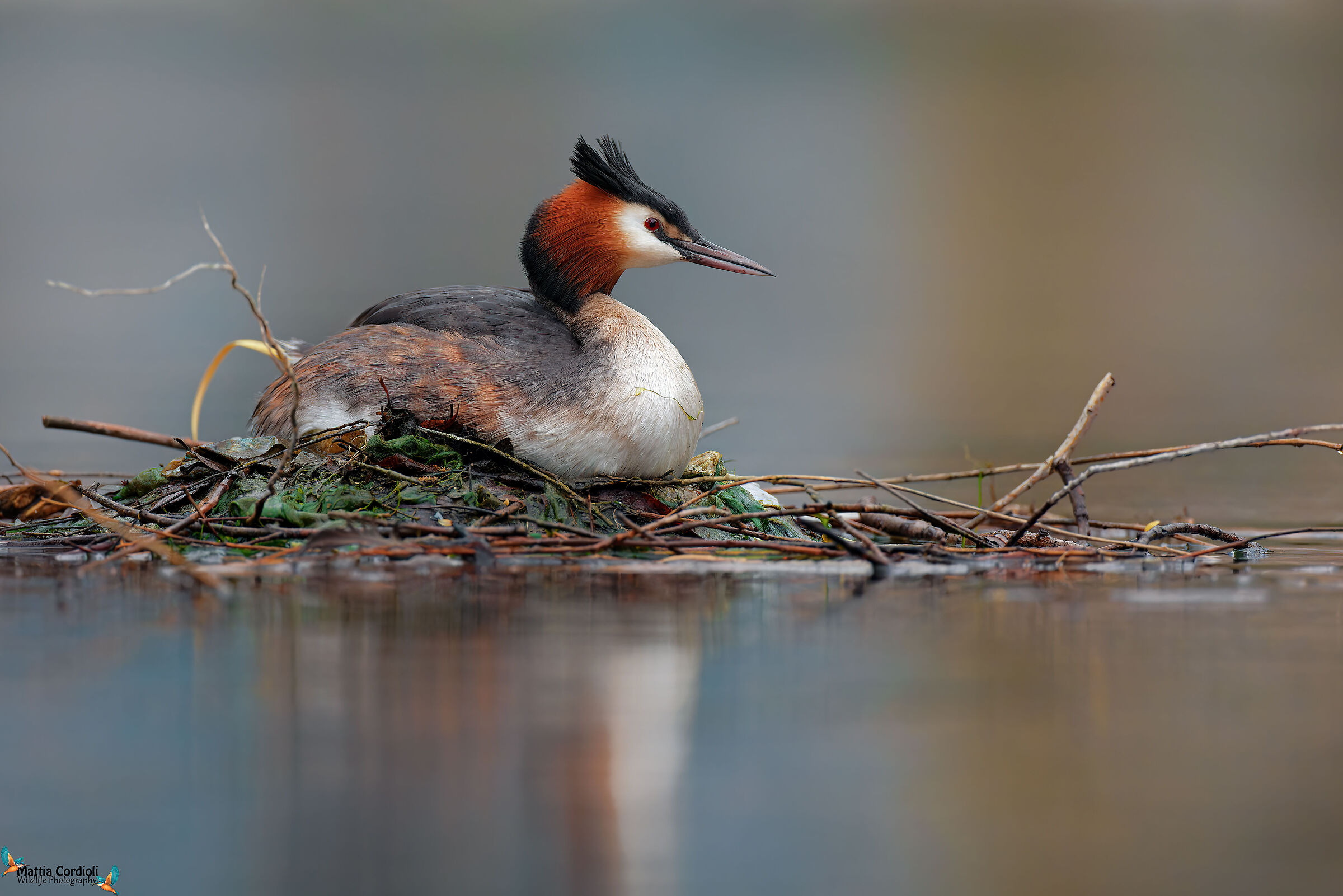Great grebe at the nest