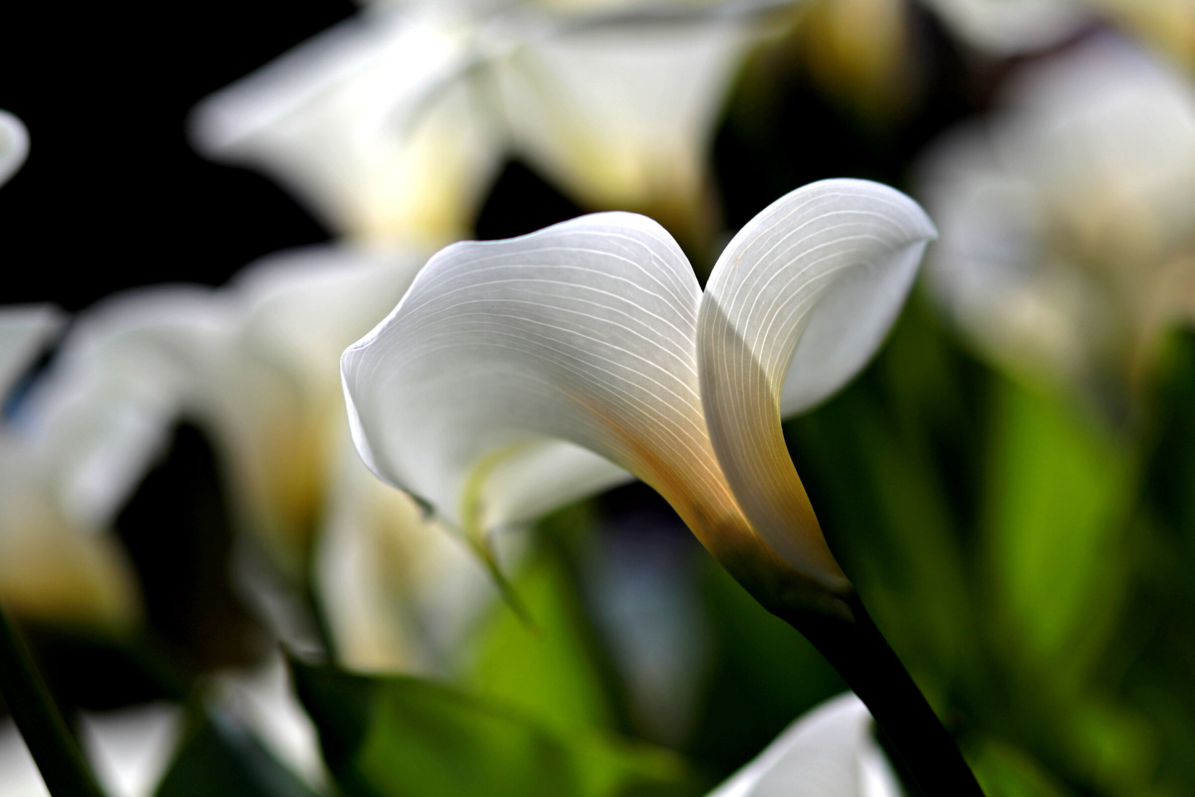 Zantedeschia