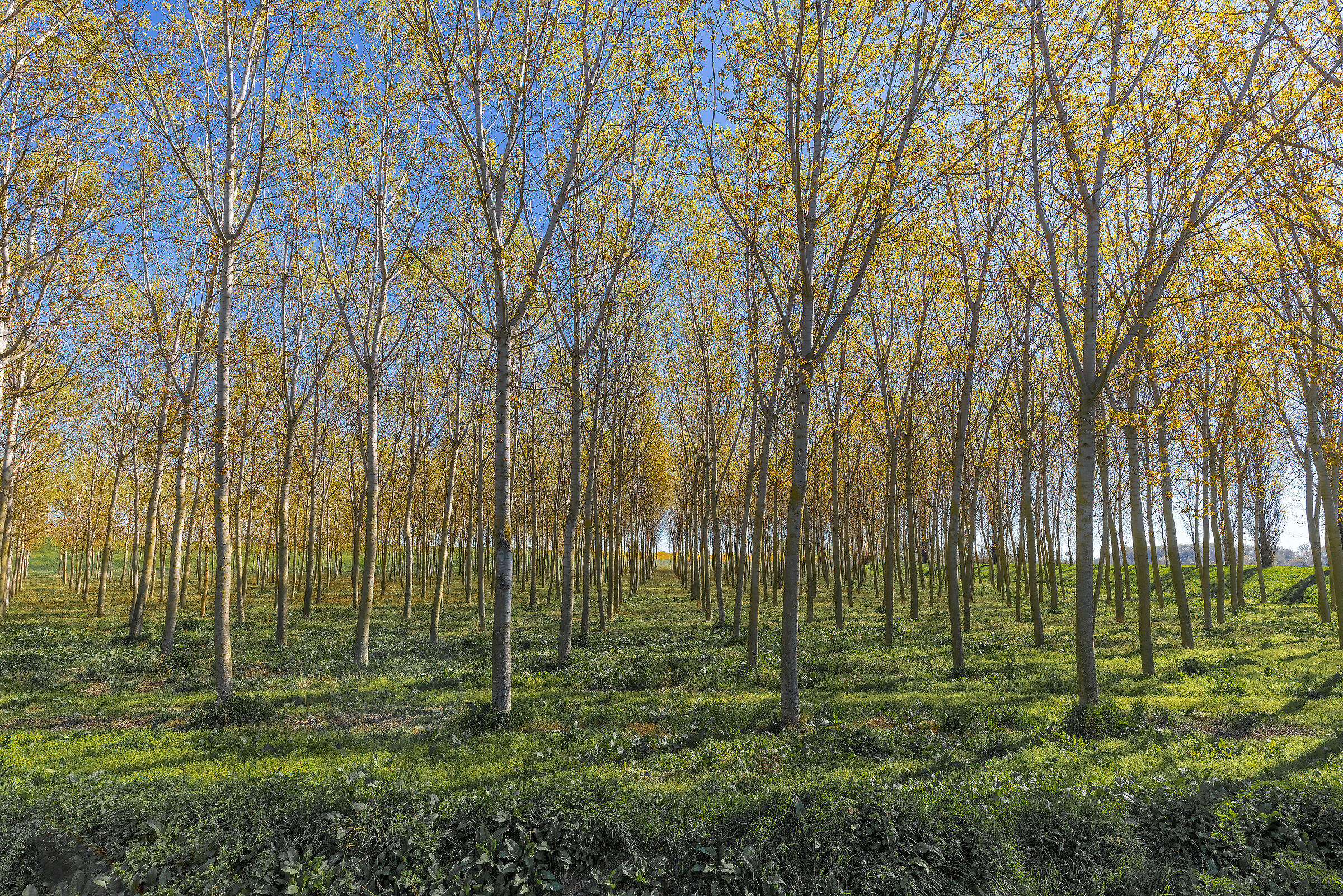 Primavera in golena di Po