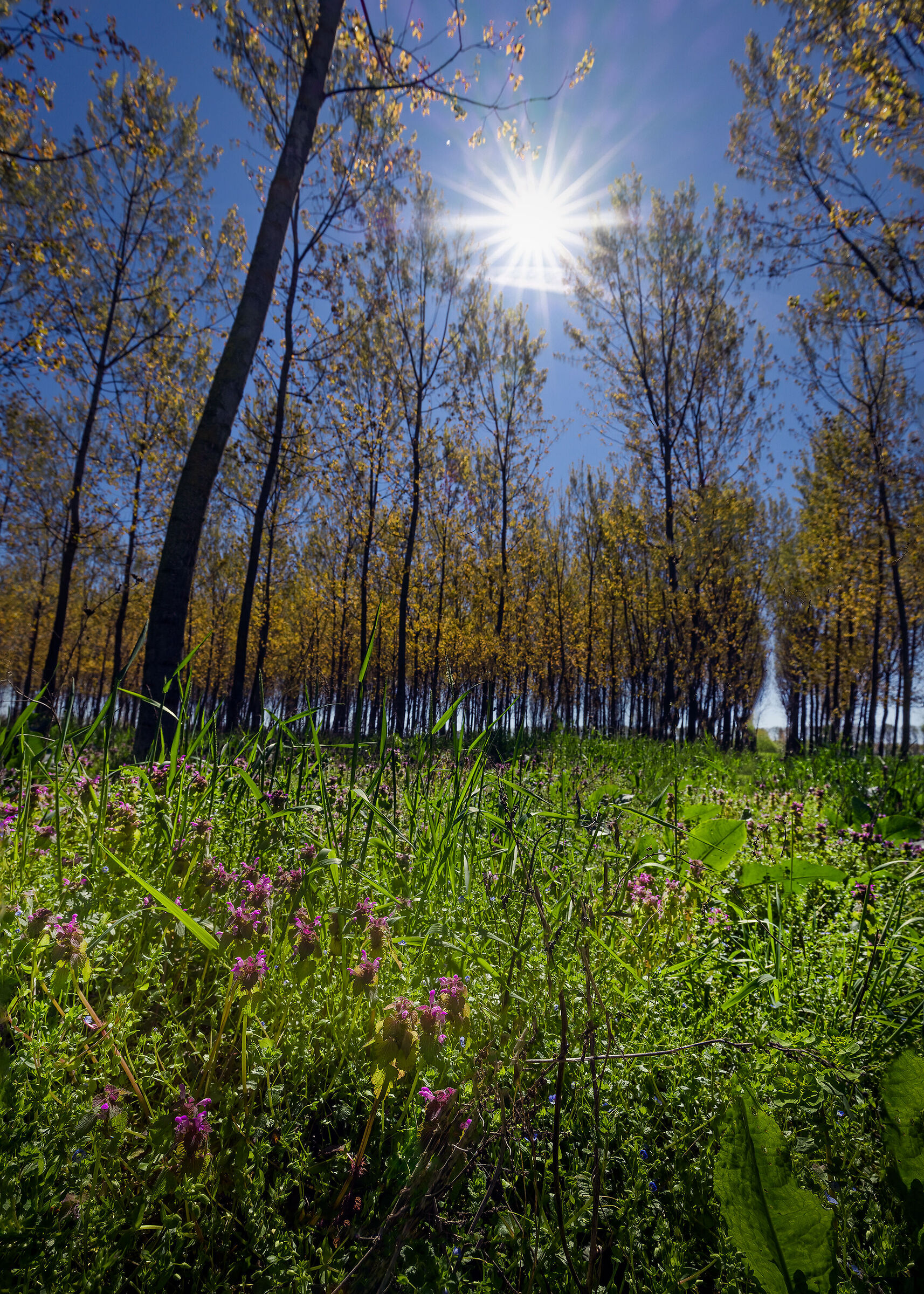 Primavera in golena - Marzo 2023