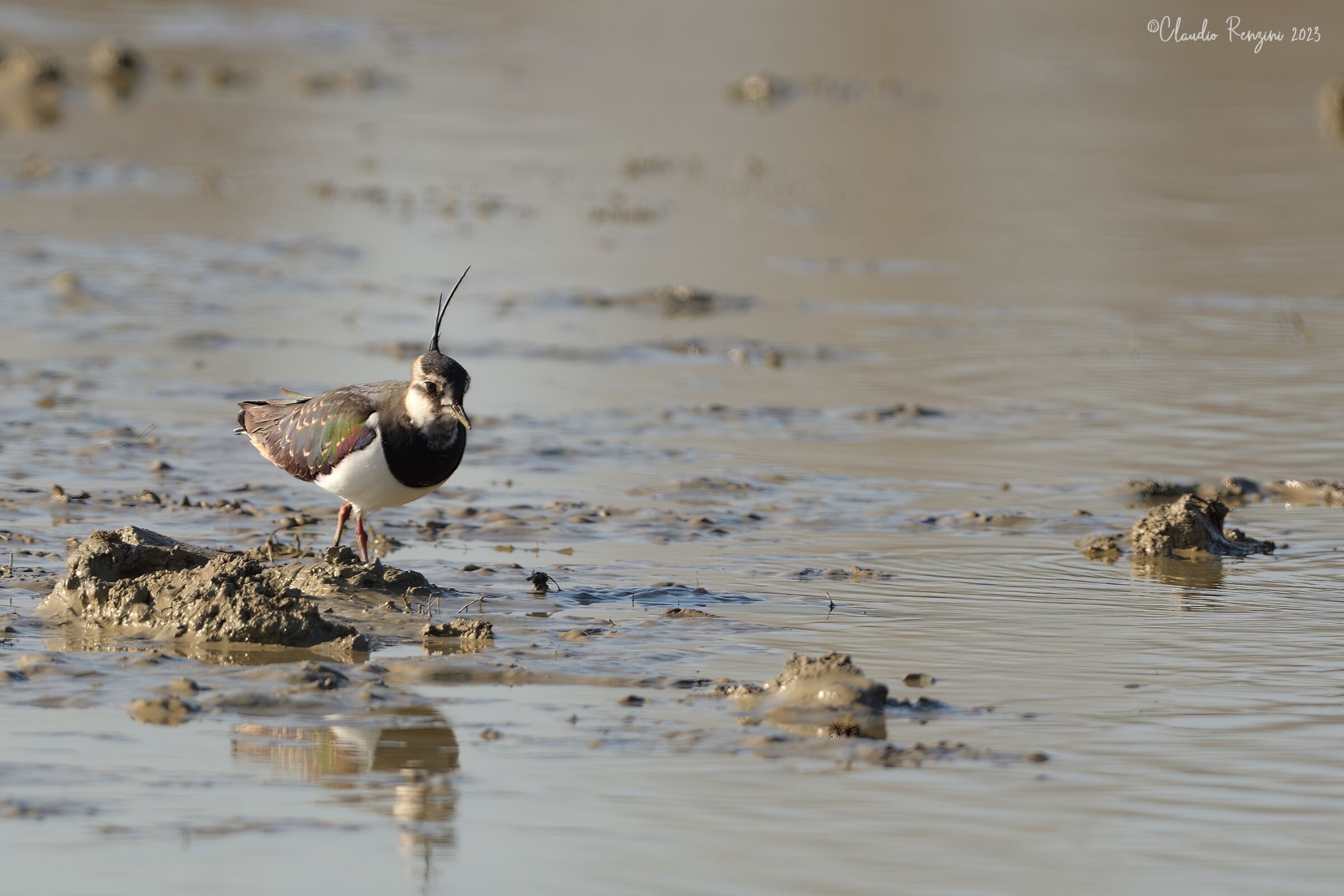 lapwing