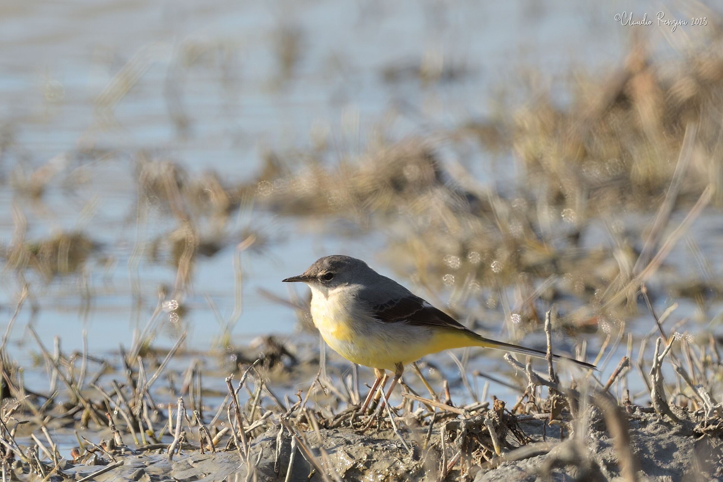 grey wagtail