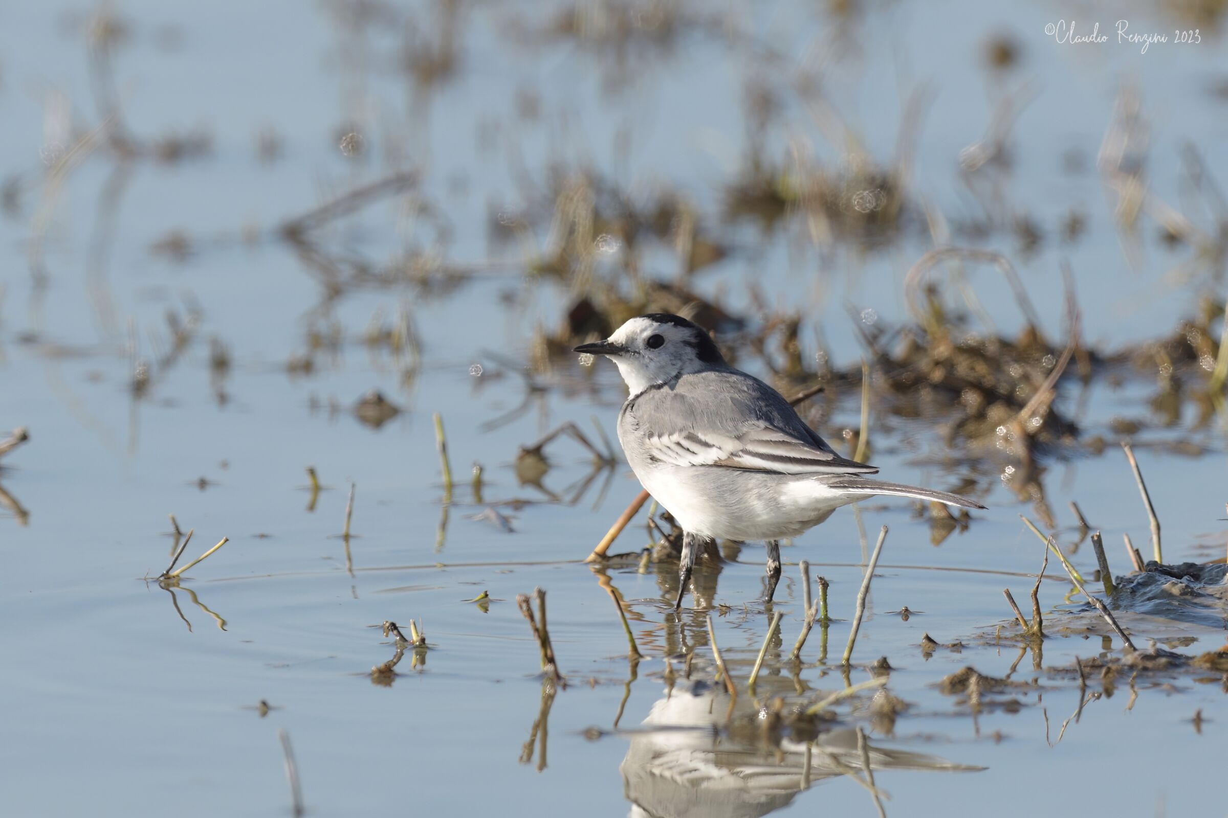 white wagtail
