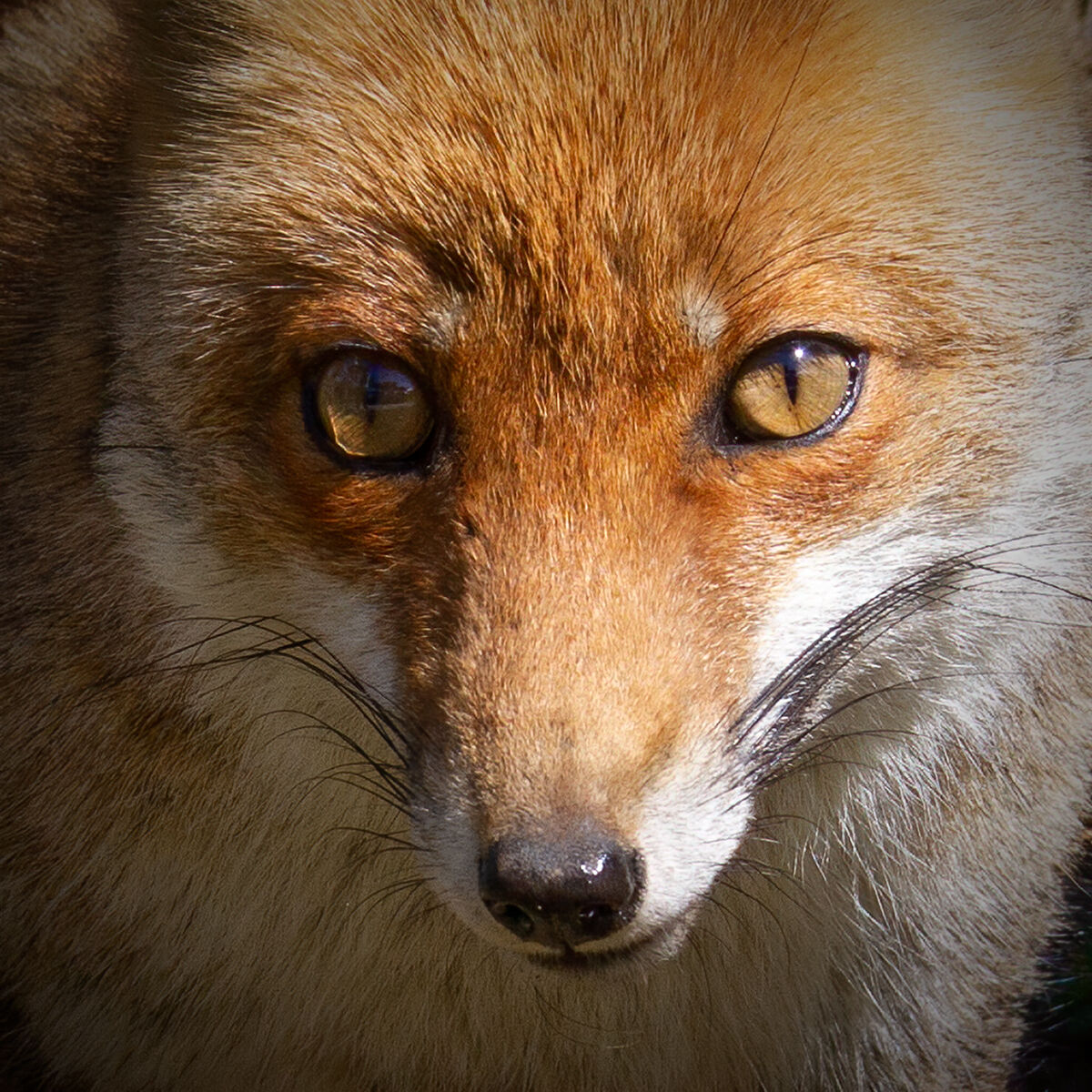Fox