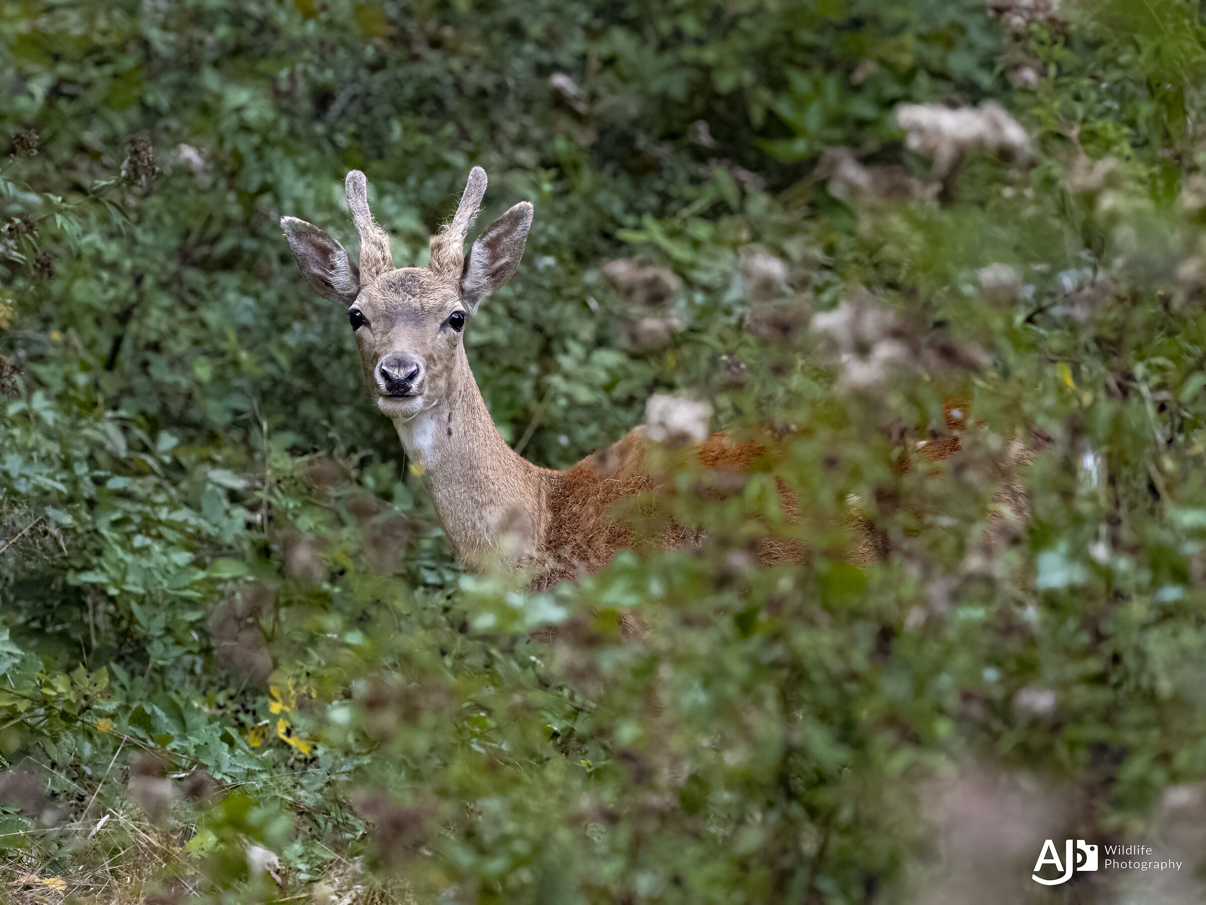 Roe deer
