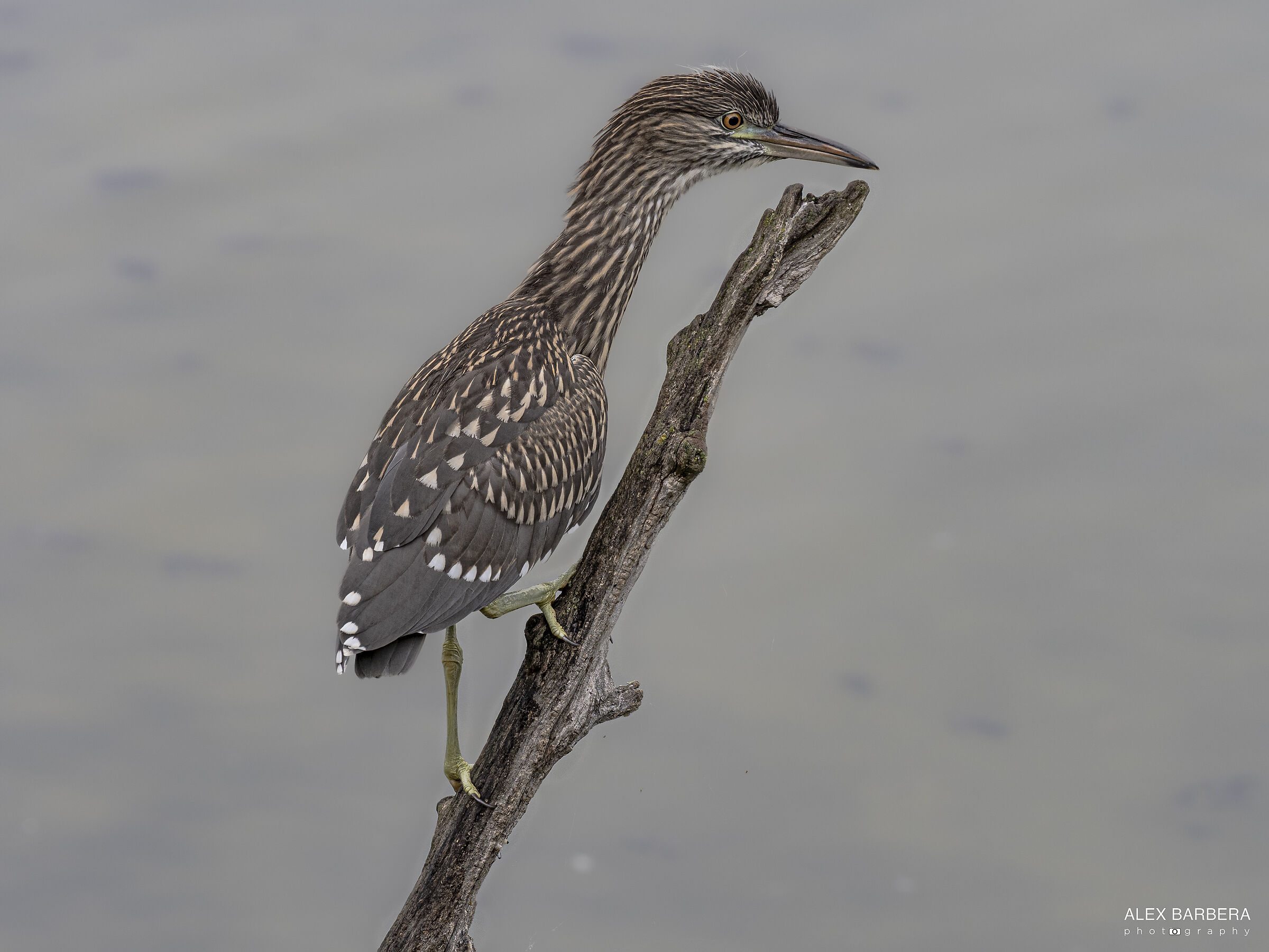 Young Nycticora