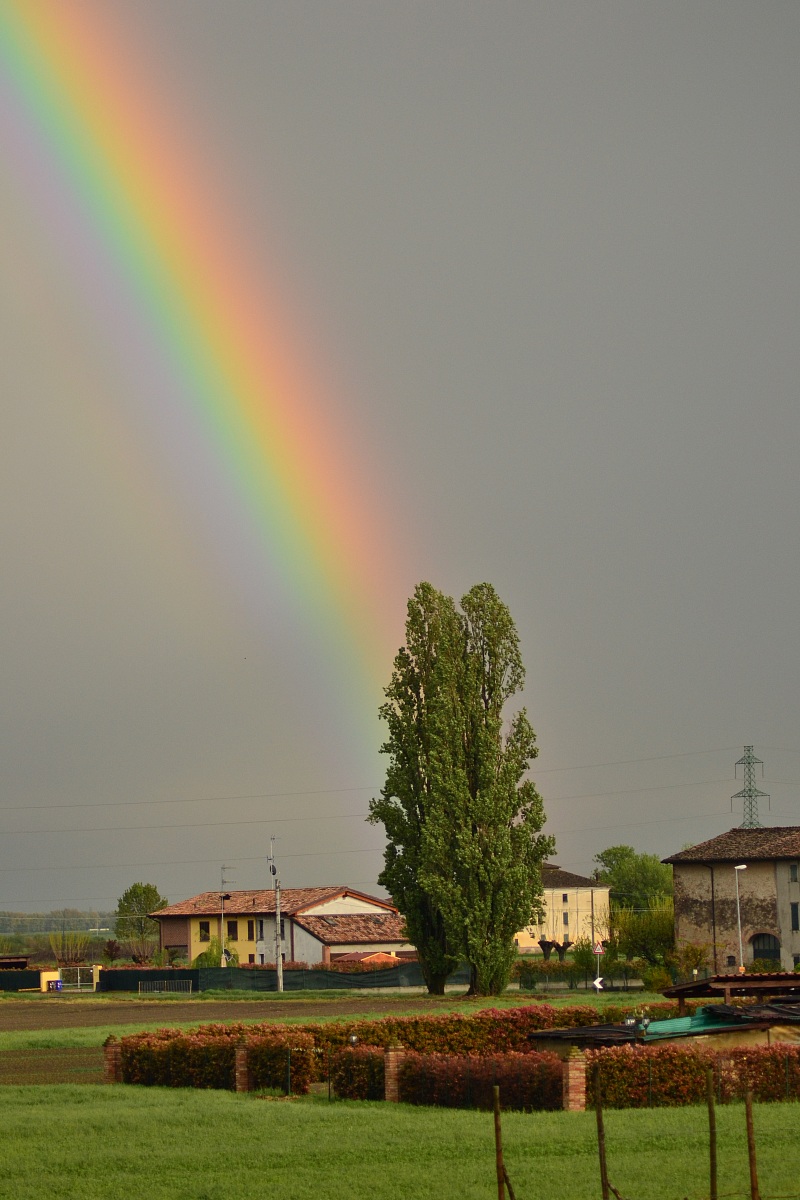 plants that support the rainbow