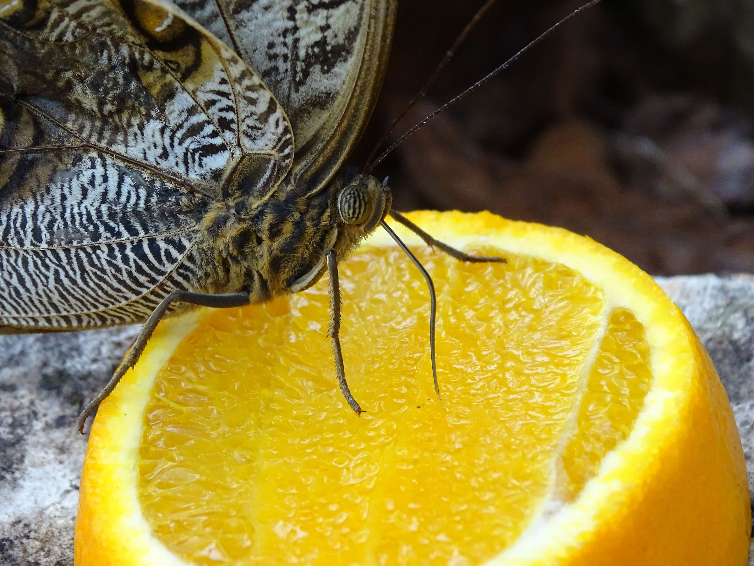 Slurp!