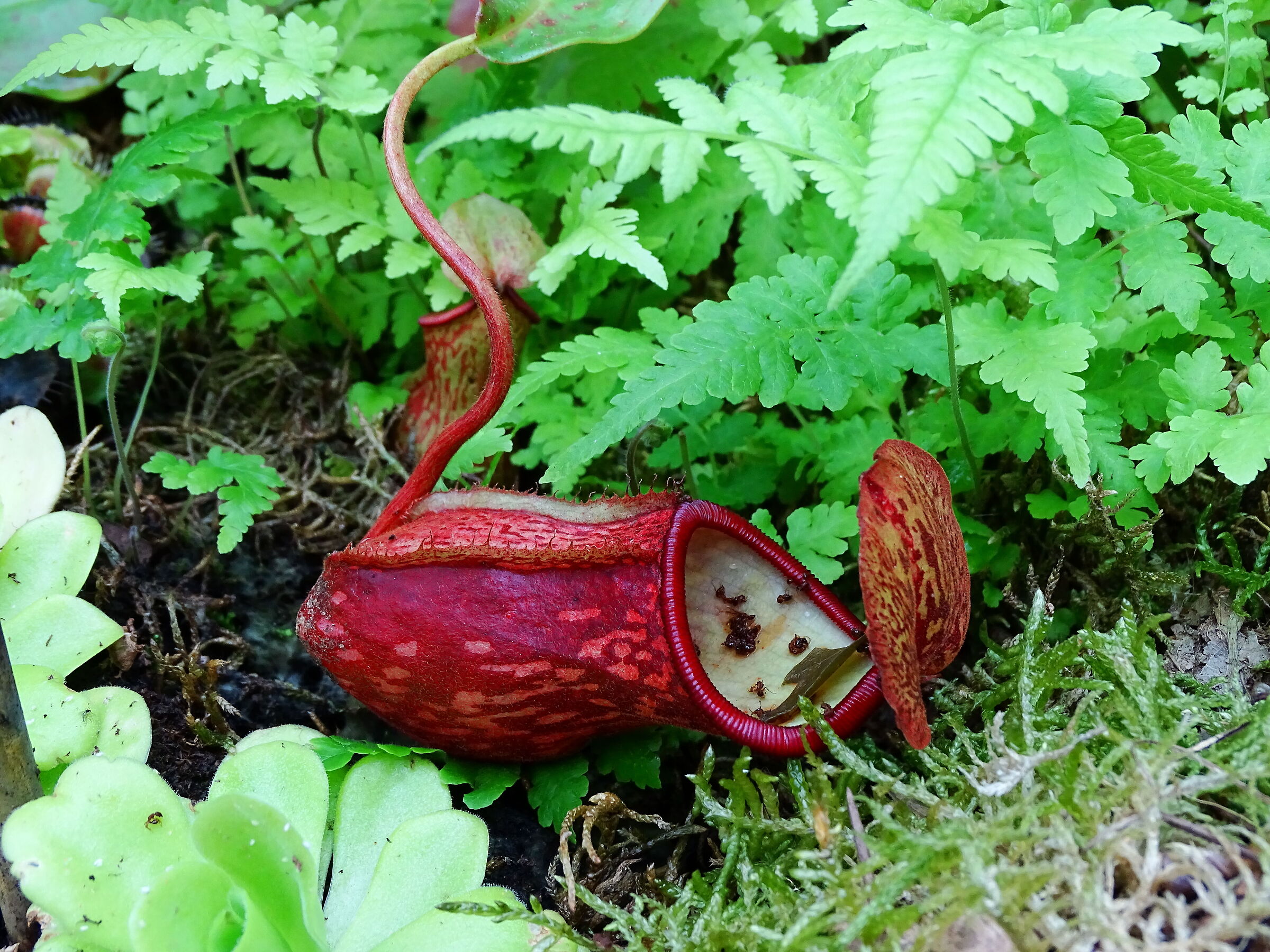 Carnivorous plant