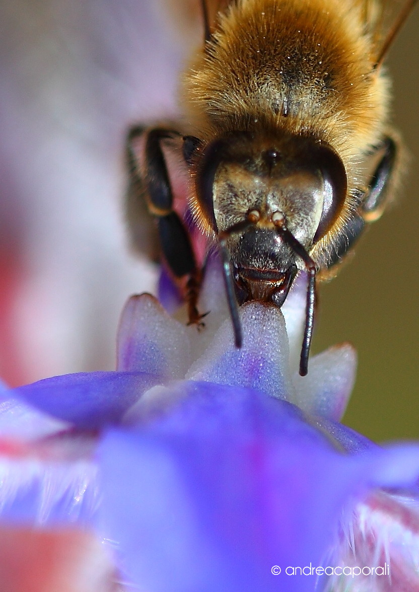 Canon 5D Mark II ef180-3.5l Macro 1/320 f: 5.0 ISO 200