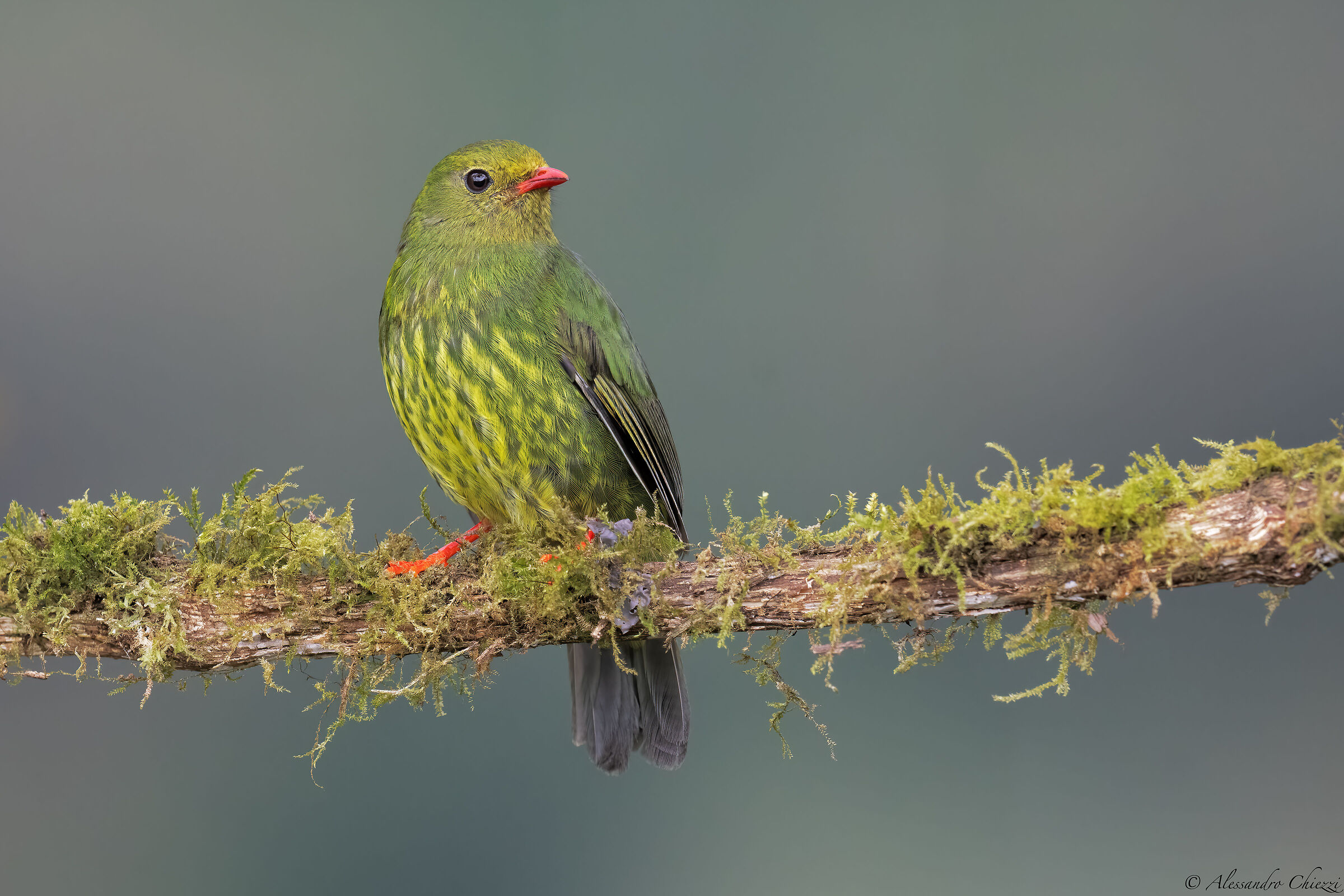 Fruttaio verdenero (female)