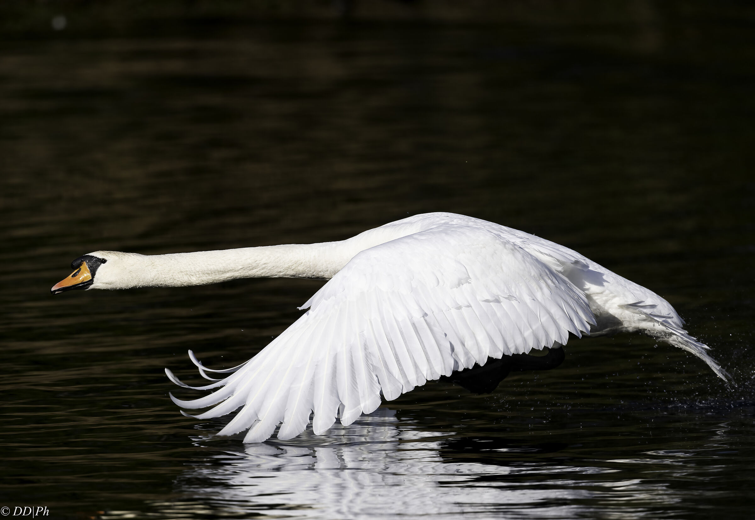 Mute swan