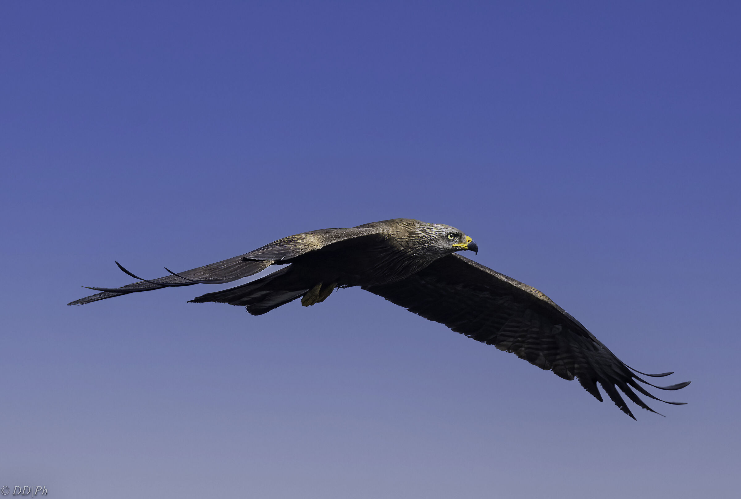 Black kite