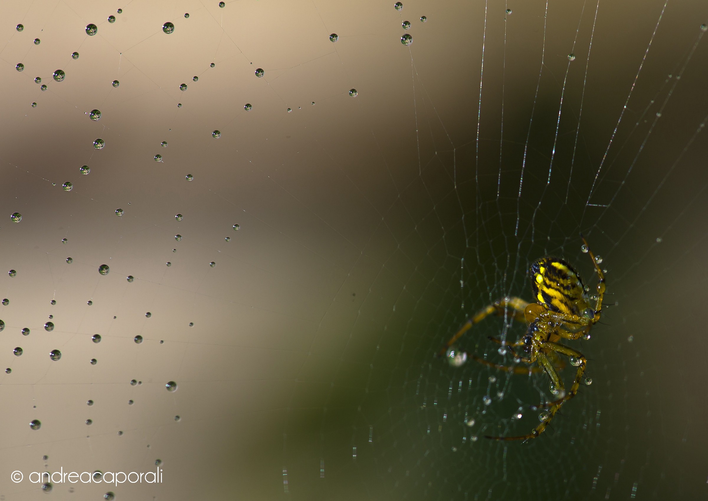 Architect hydraulic weaver