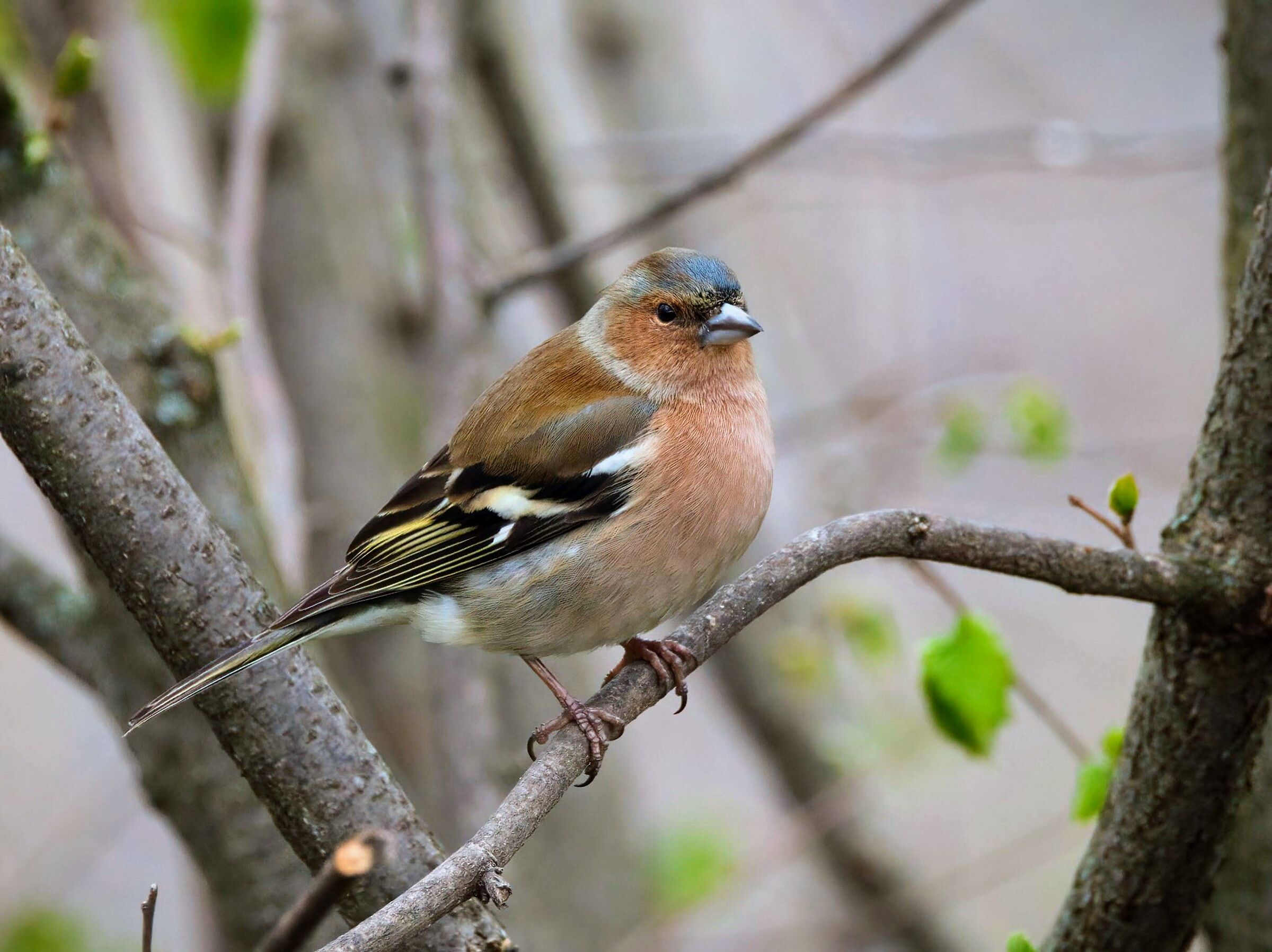 Chaffinch (m)