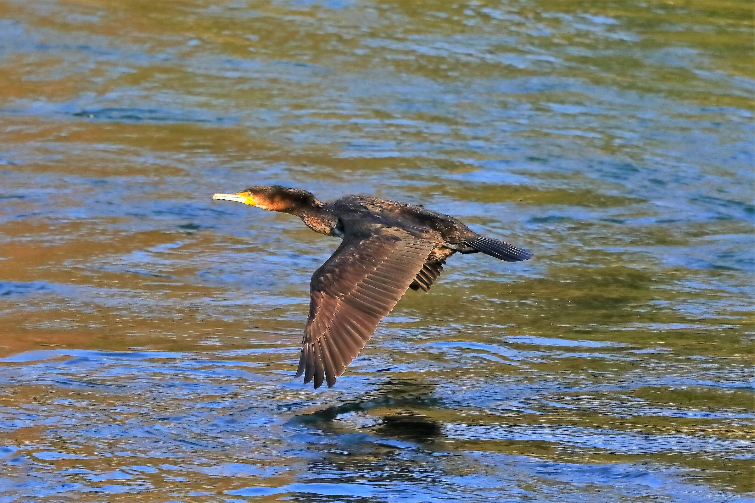 Cormorano 02-02-2023