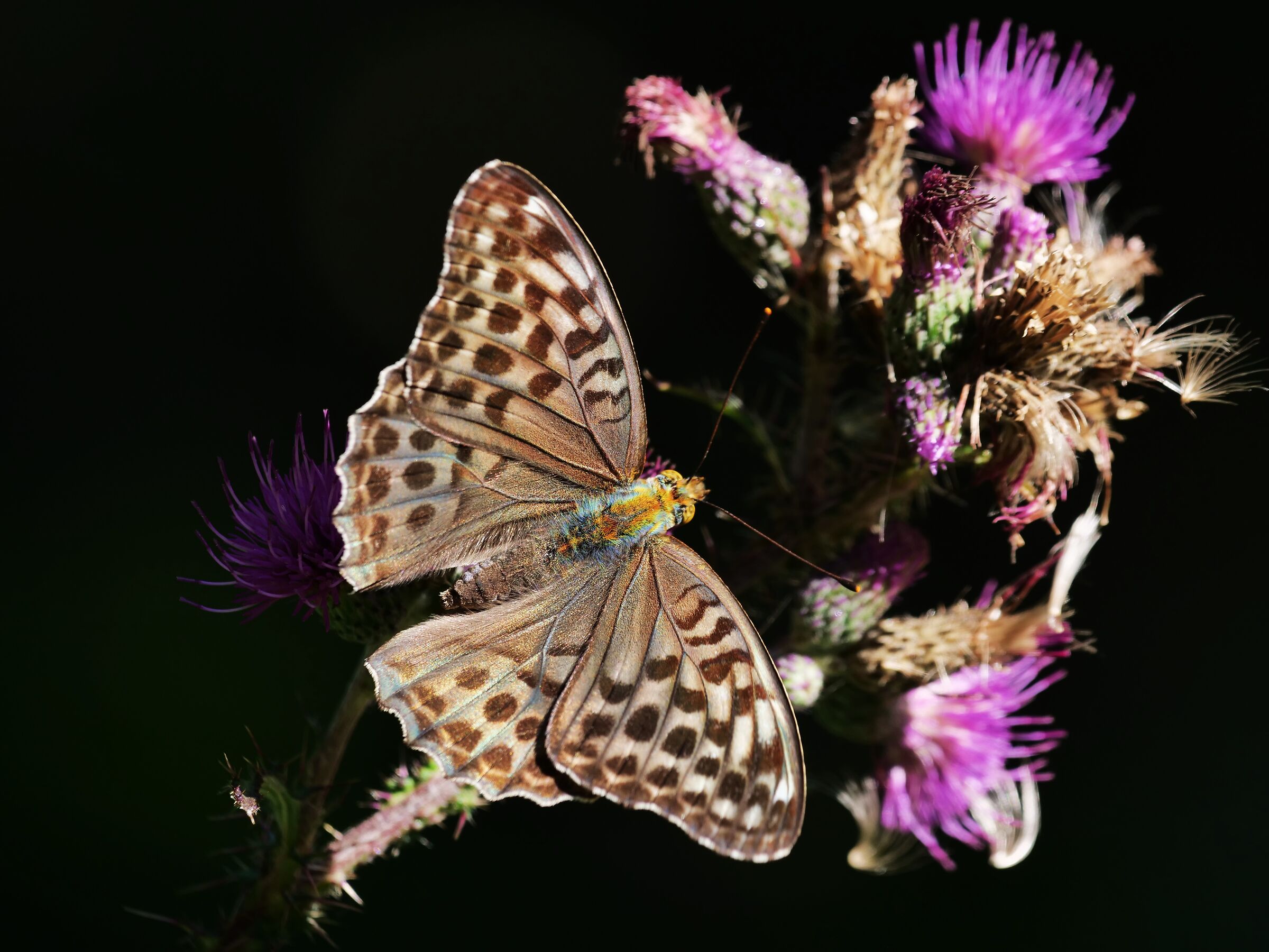 Argynnis paphia velesina form