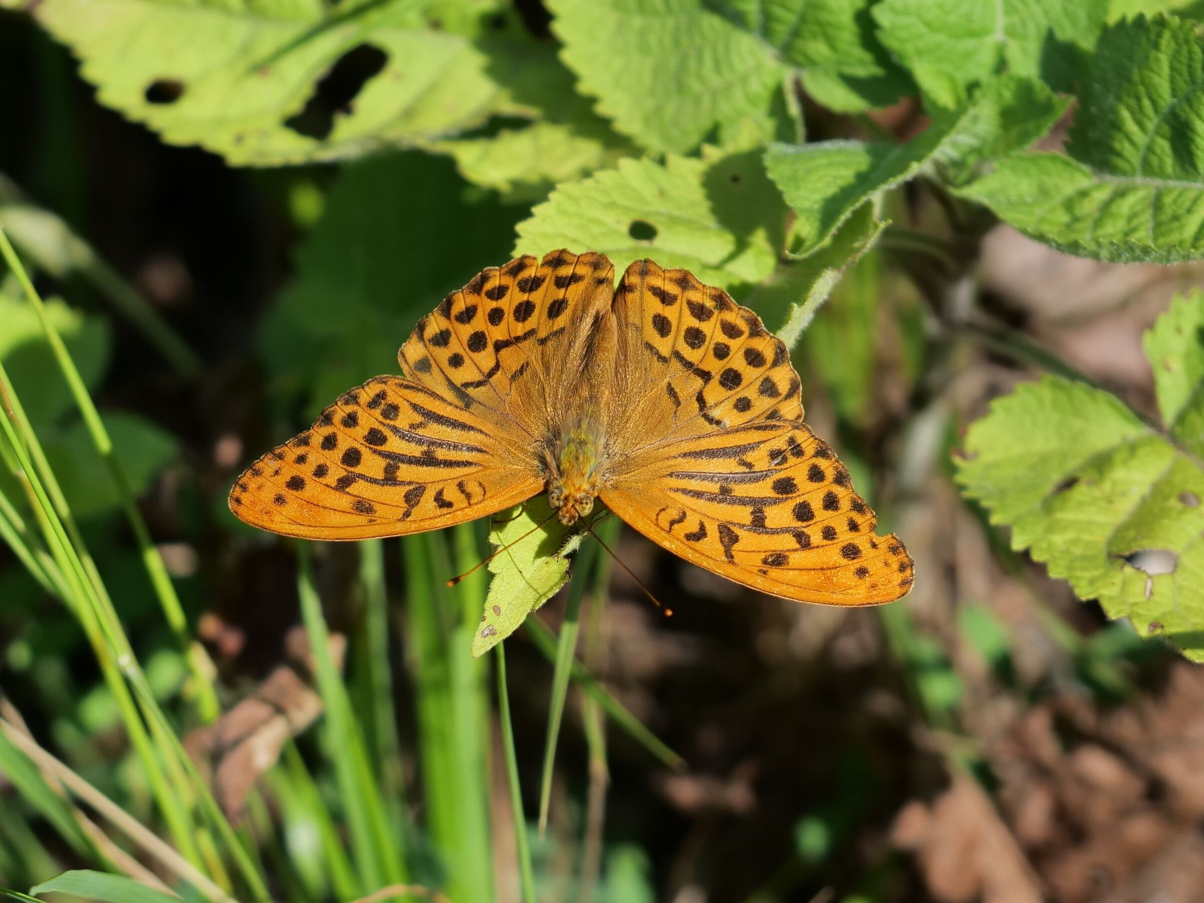 Argynnis paphia