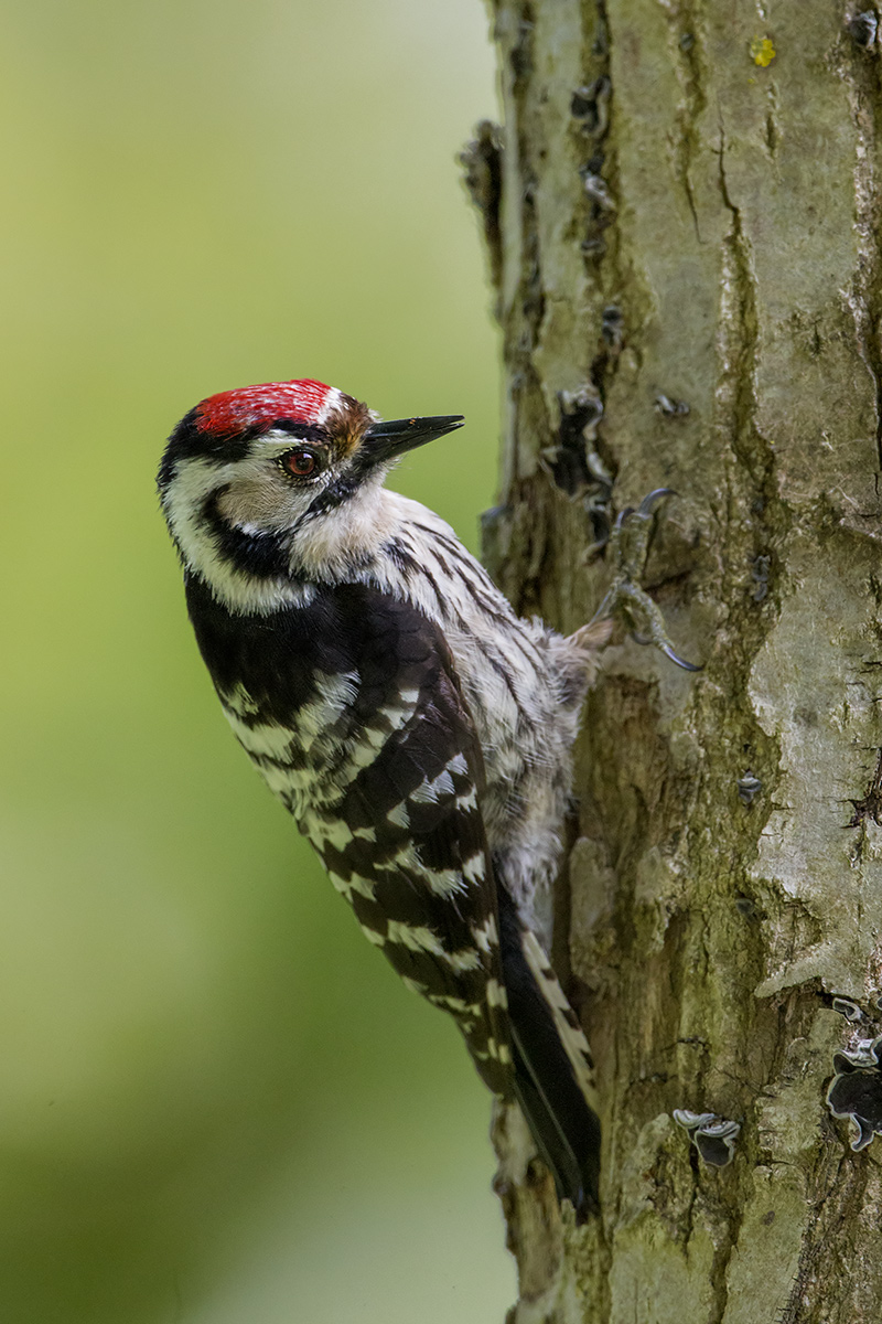 picchio rosso minore