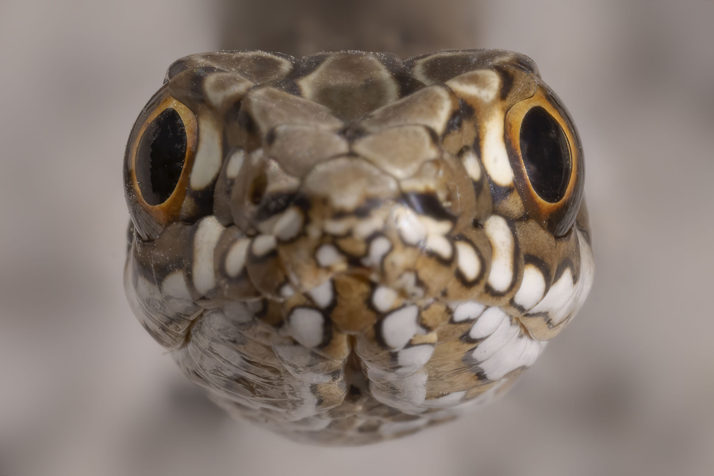 Occhi negli occhi...Colubro lacertino