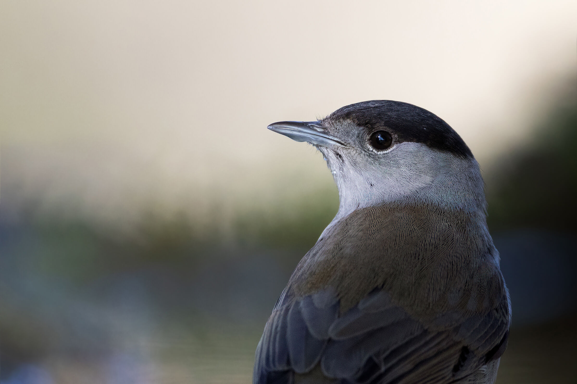 Gualtiero capinero placeholder image