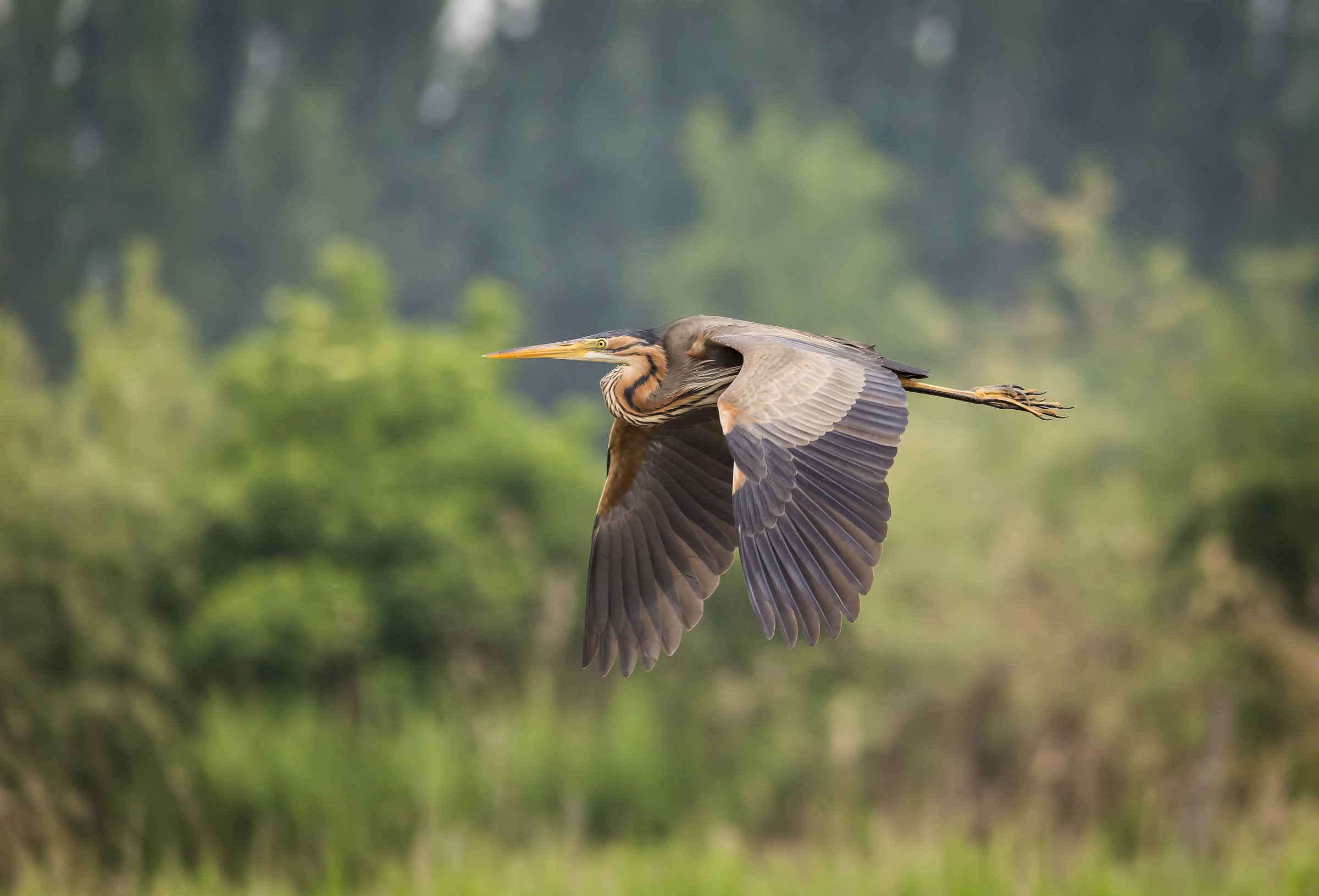 purple heron in flight