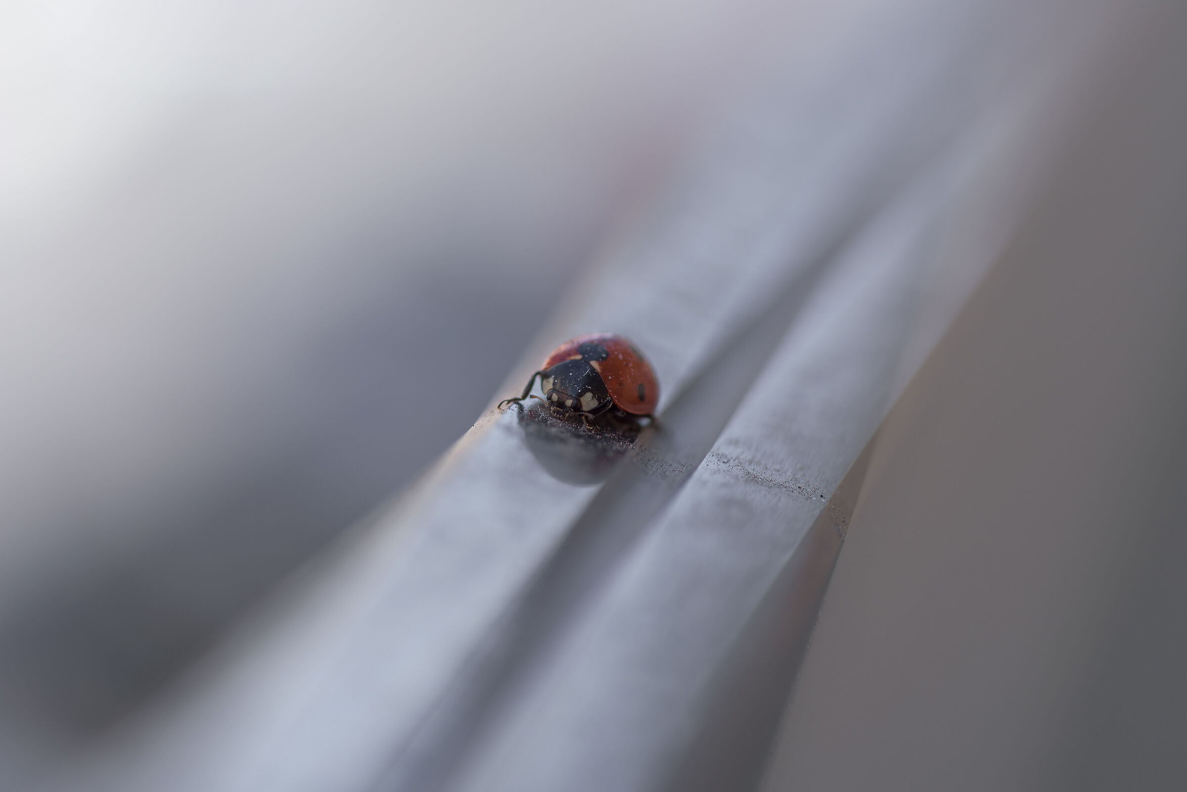 coccinella