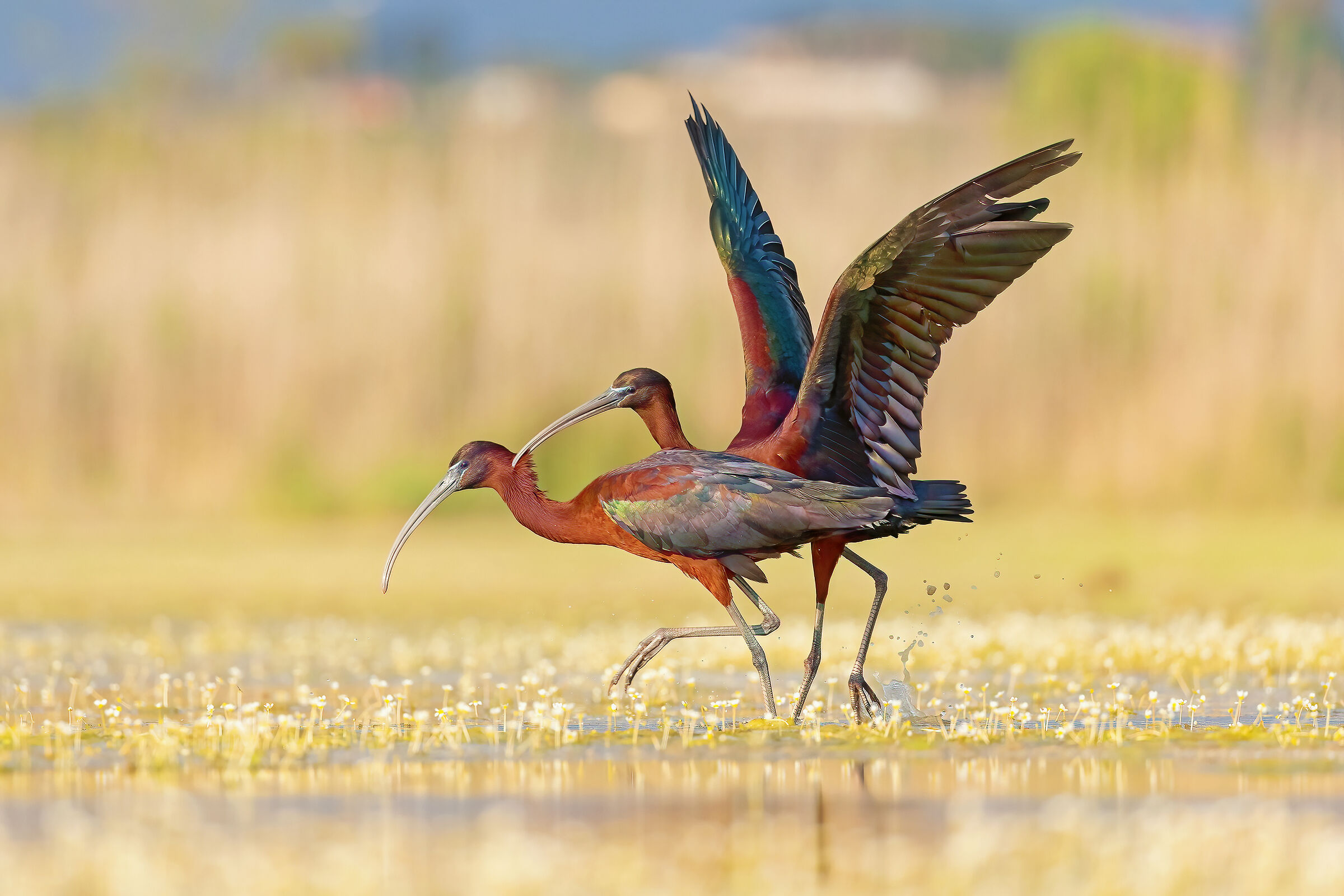 Te l'avevo detto che ti prendevo...