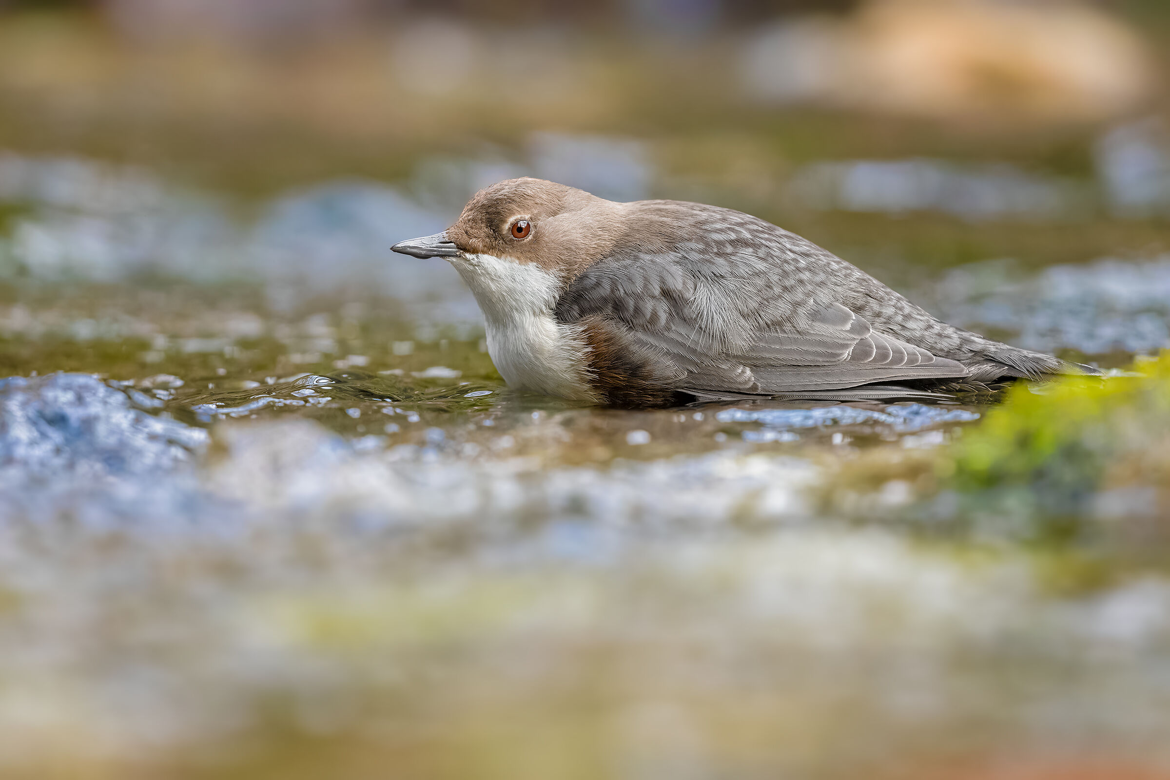 A pelo d'acqua
