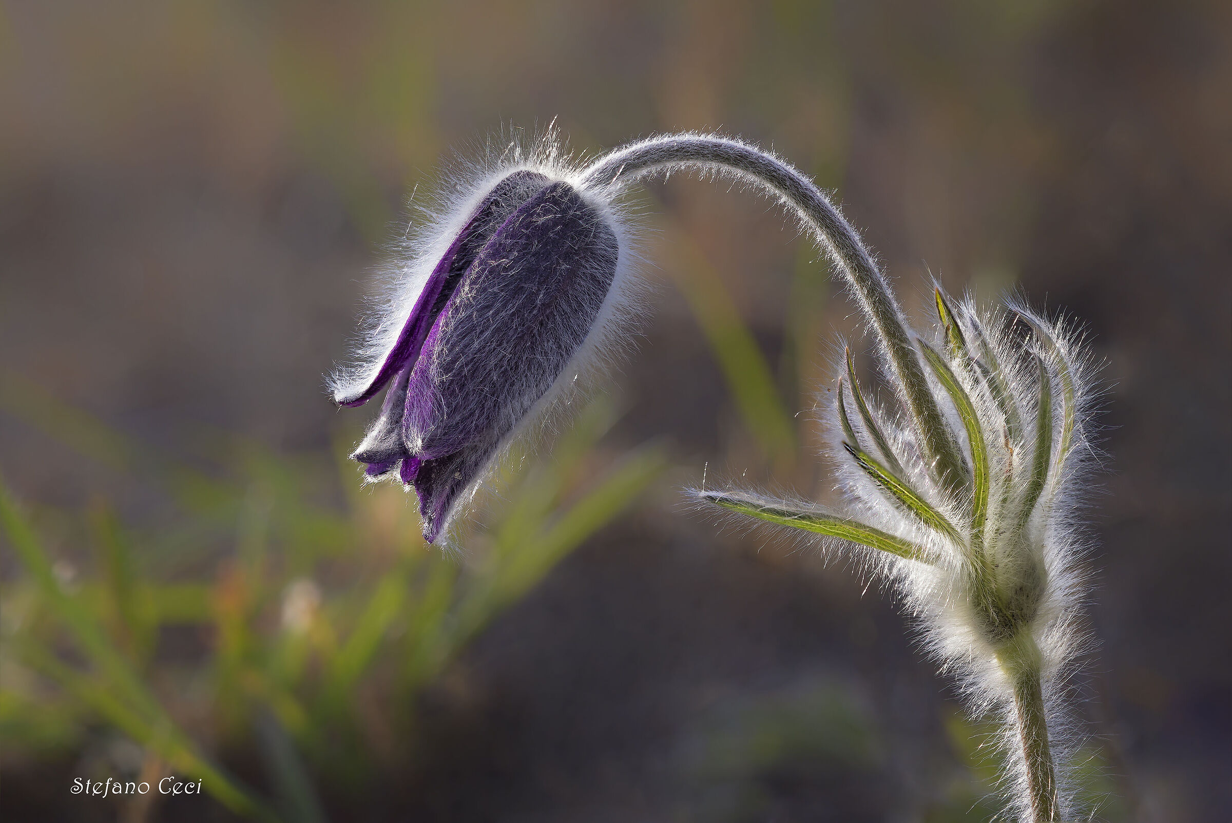 Pulsatilla Alpina