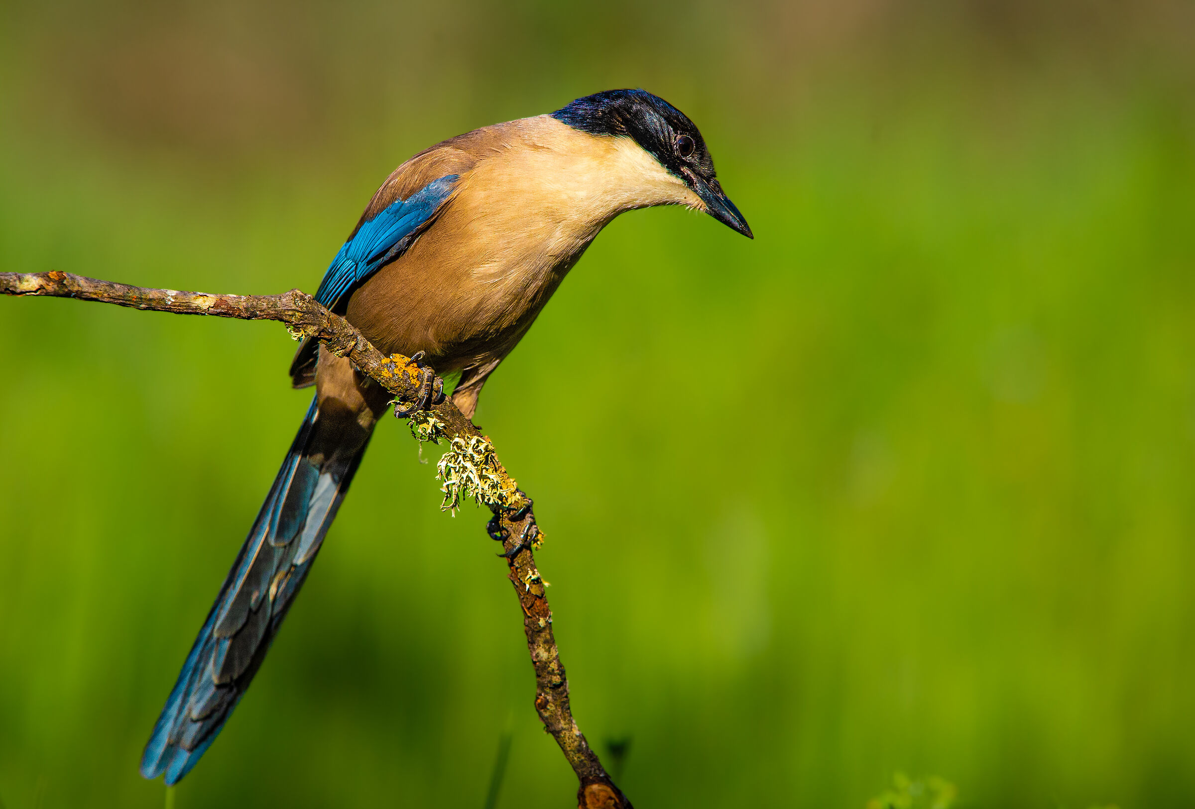 Blue-winged magpie