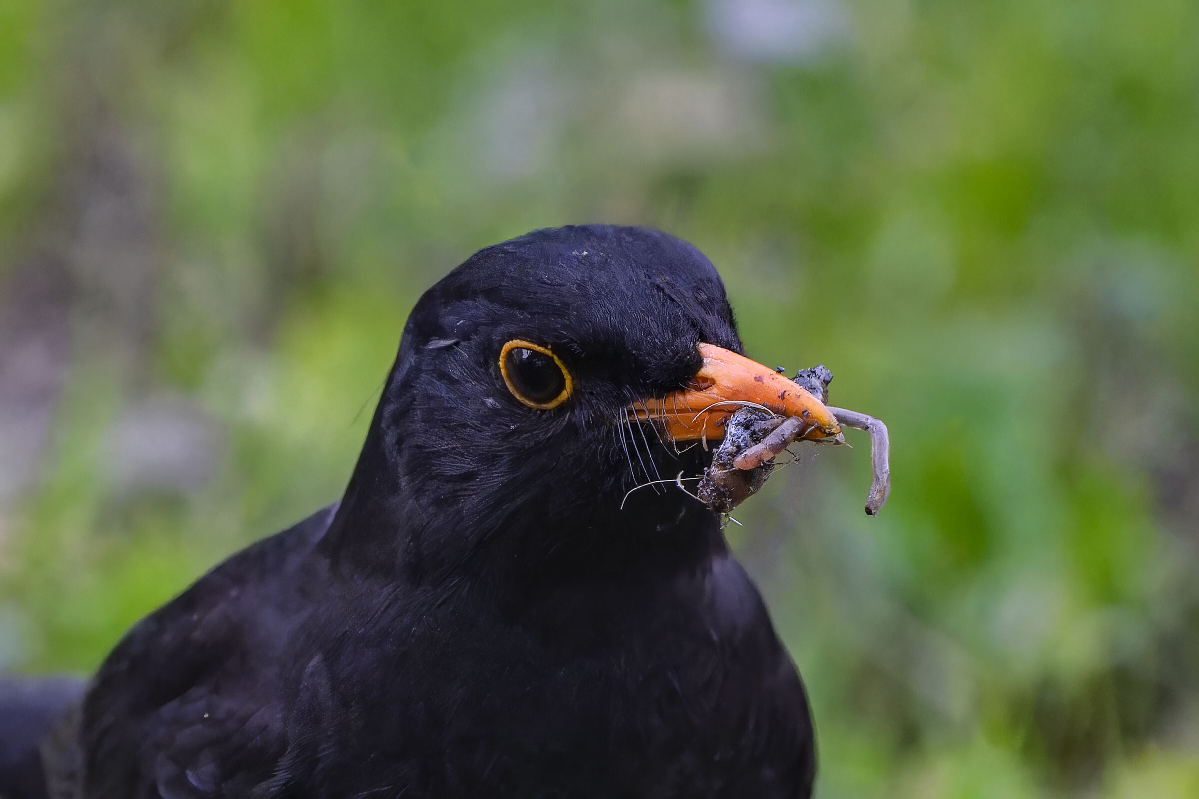 The blackbird with dinner for offspring