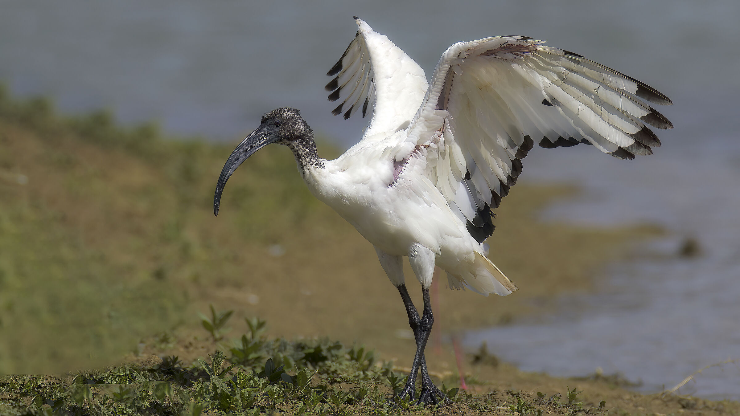 ibis sacro saltellante