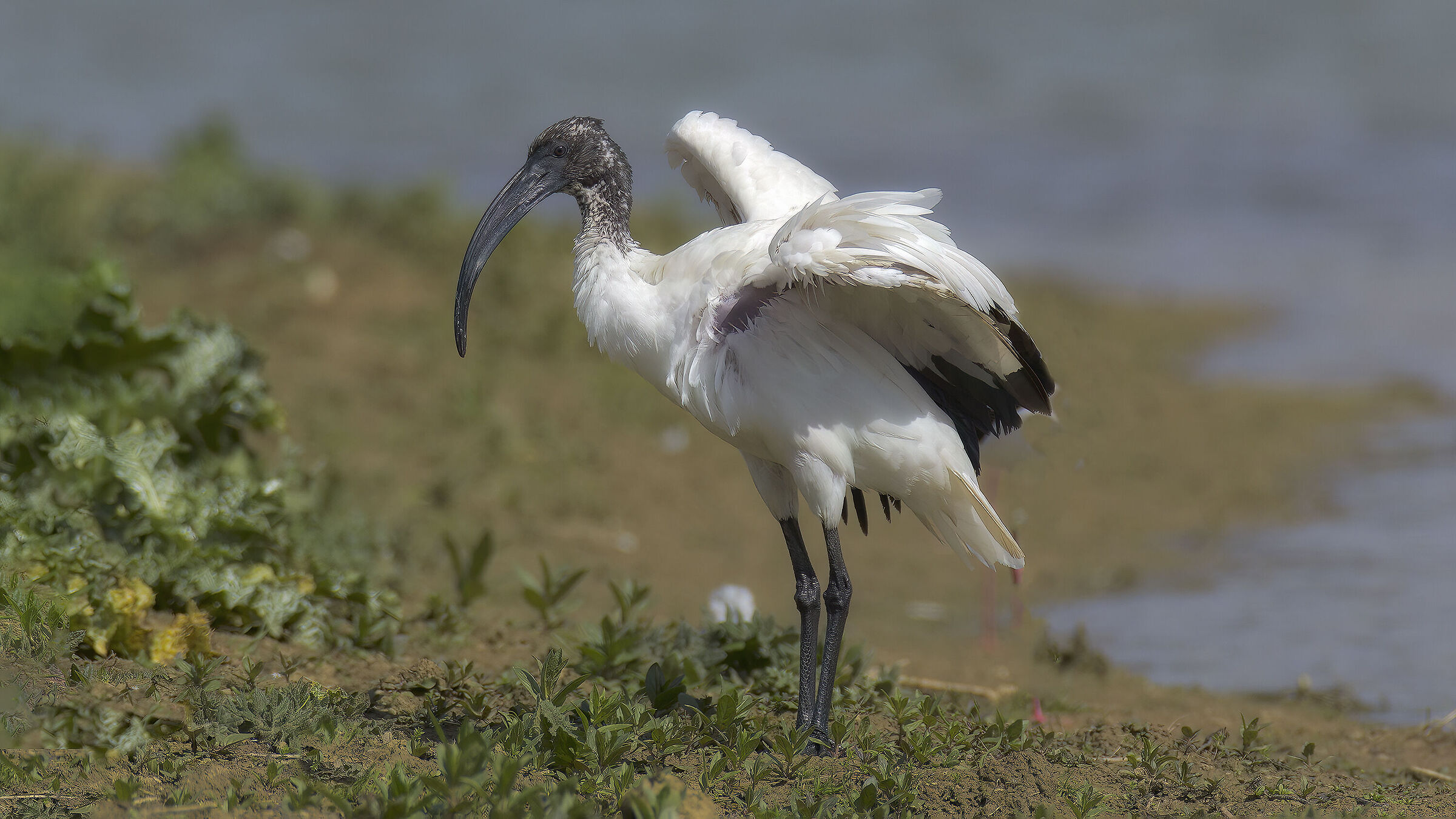 ibis sacro saltellante2