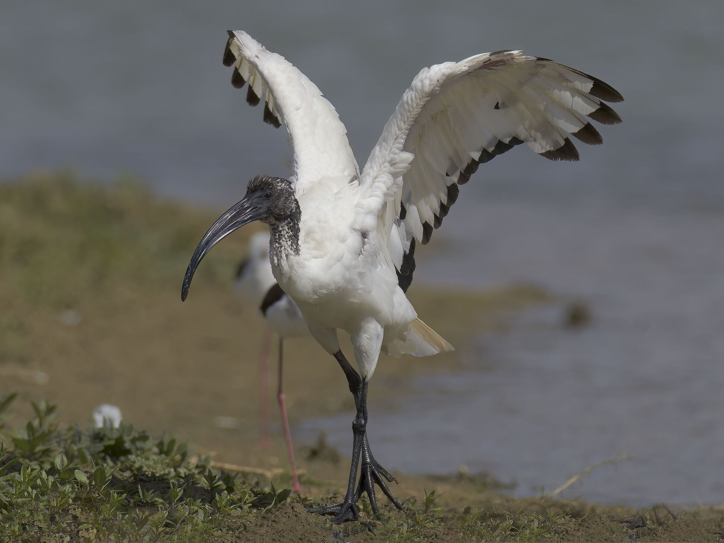 ibis sacro saltellante3