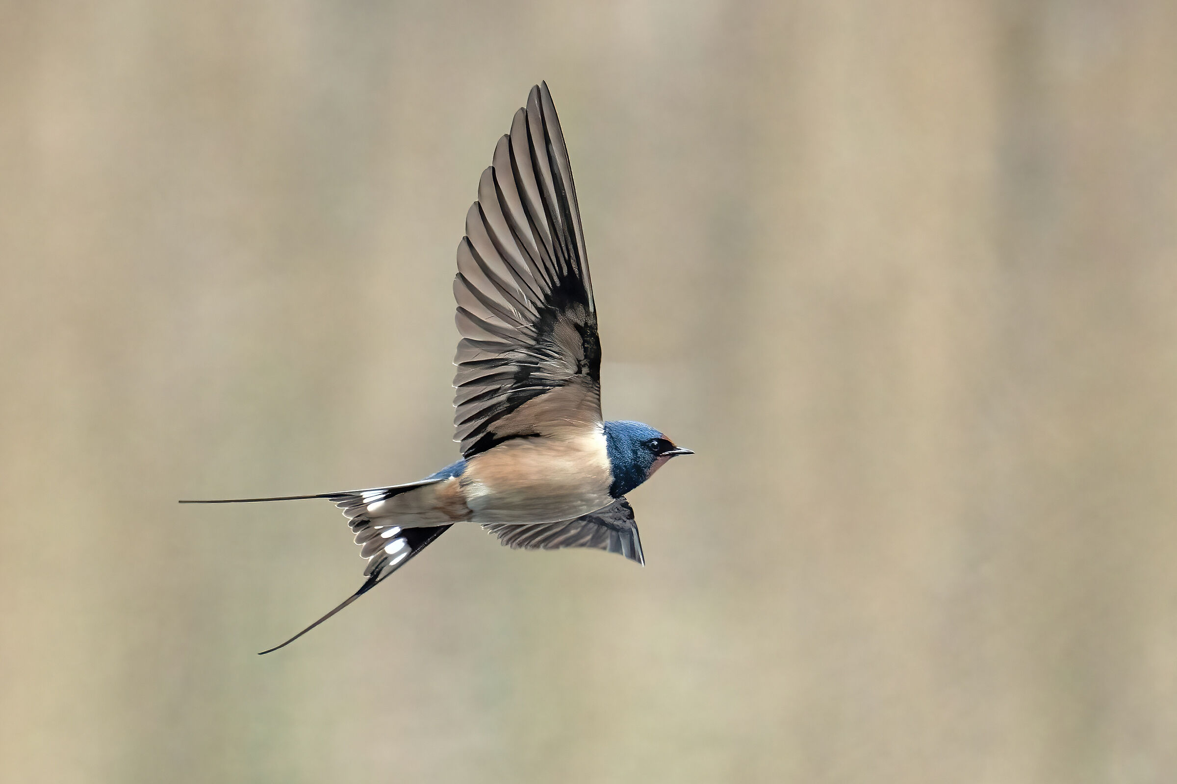 Rondine comune (Hirundo rustica)