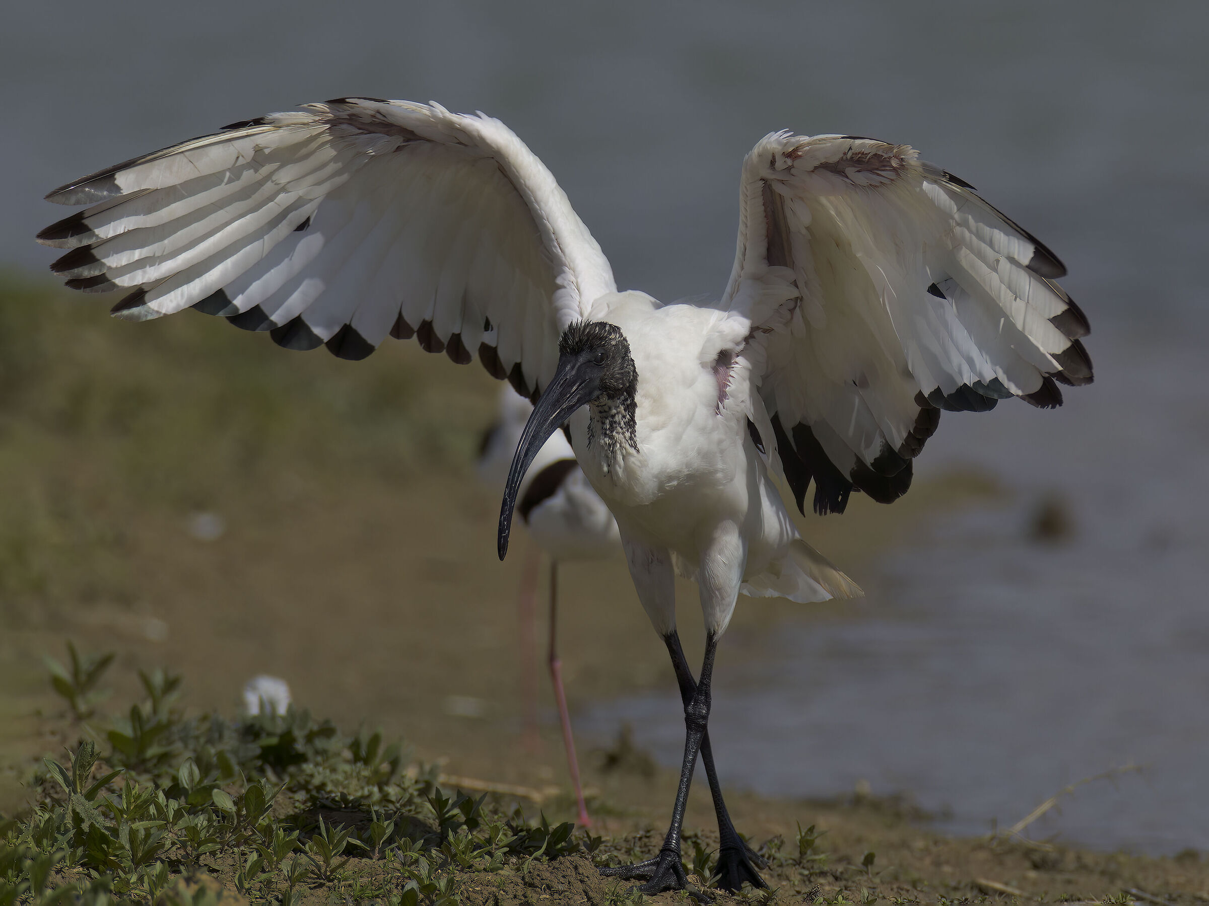 Ibis sacro saltellante
